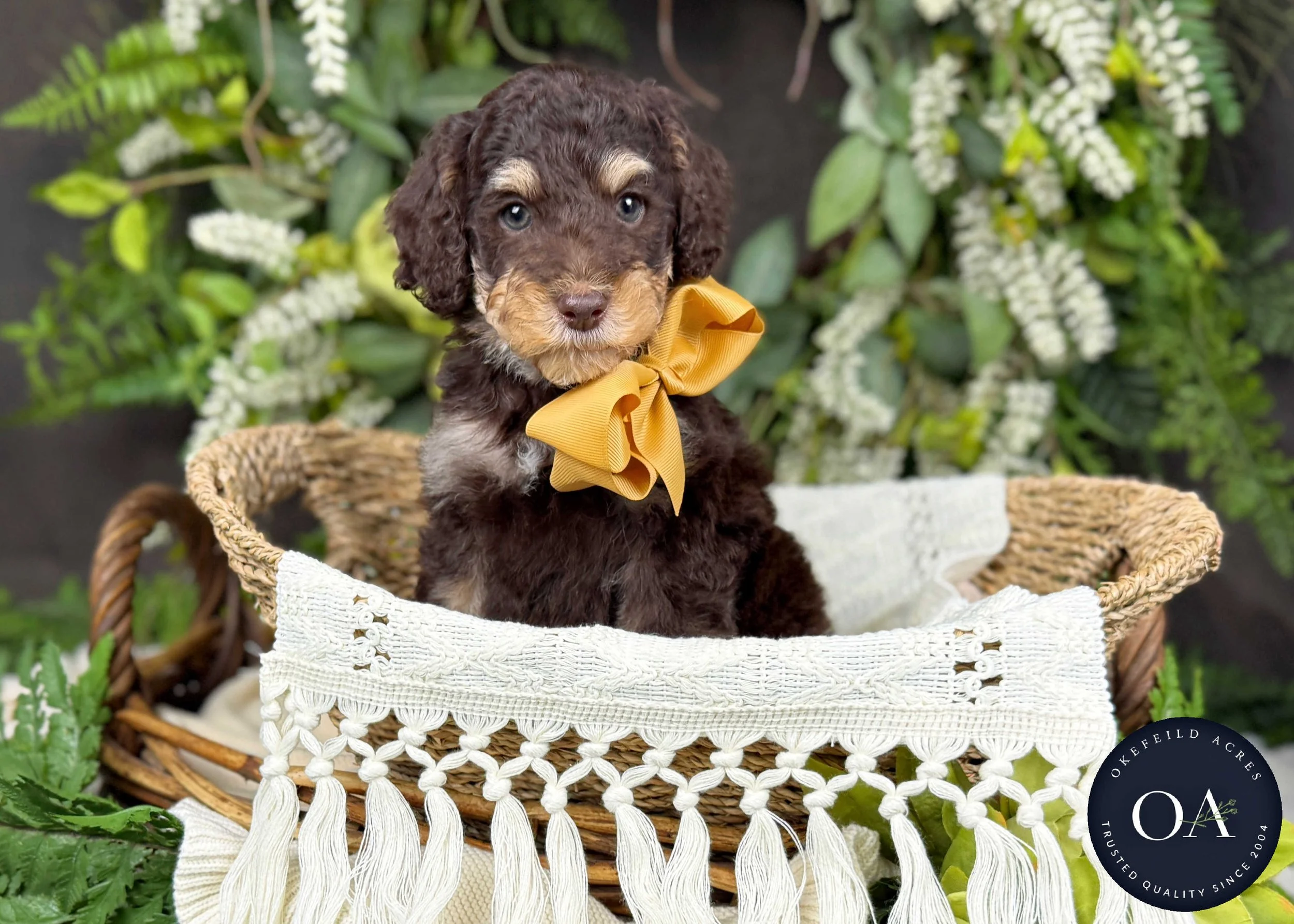 Hershey-Hailey-F2b-Small-English-Teddy-Bear-Goldendoodle-Puppy-For-Sale-Okefeild-Acres-Missouri-4.jpg