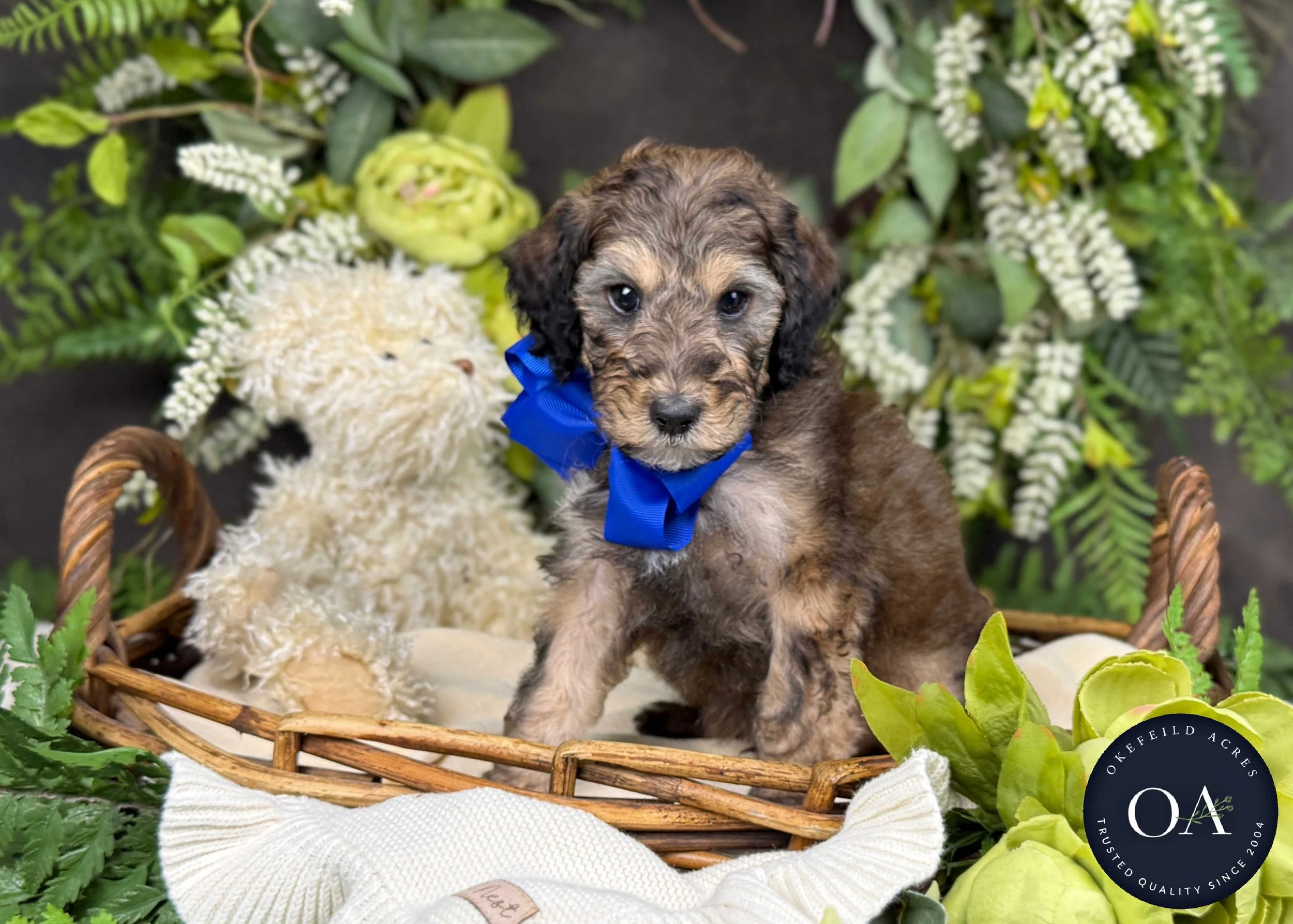 Hunter-Hailey-F2b-Small-English-Teddy-Bear-Goldendoodle-Puppy-For-Sale-Okefeild-Acres-Missouri-1.jpg
