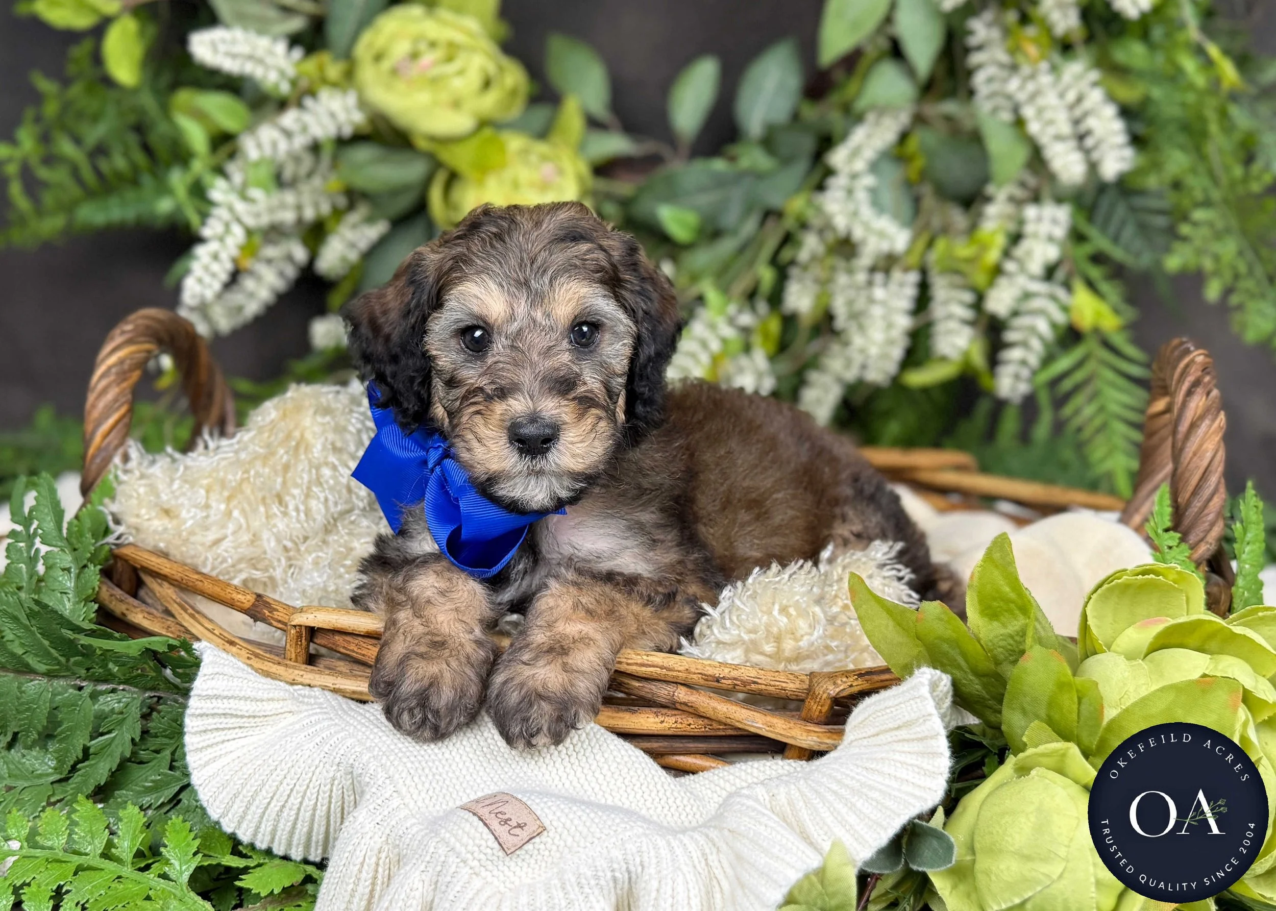 Hunter-Hailey-F2b-Small-English-Teddy-Bear-Goldendoodle-Puppy-For-Sale-Okefeild-Acres-Missouri-2.jpg