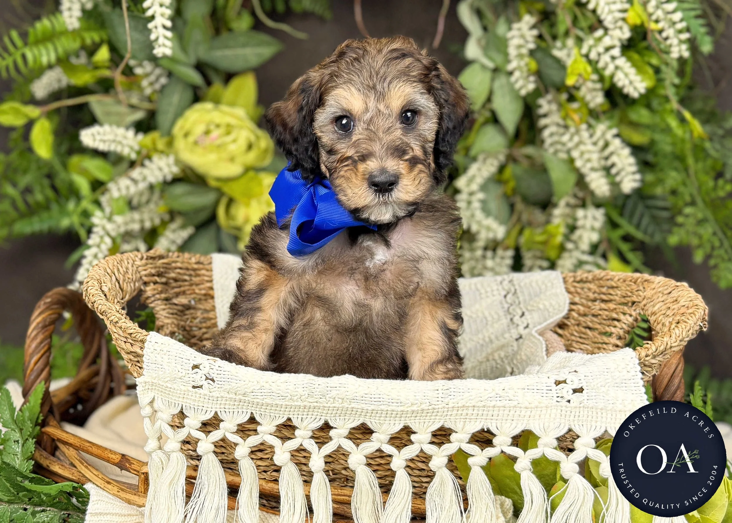 Hunter-Hailey-F2b-Small-English-Teddy-Bear-Goldendoodle-Puppy-For-Sale-Okefeild-Acres-Missouri-3.jpg