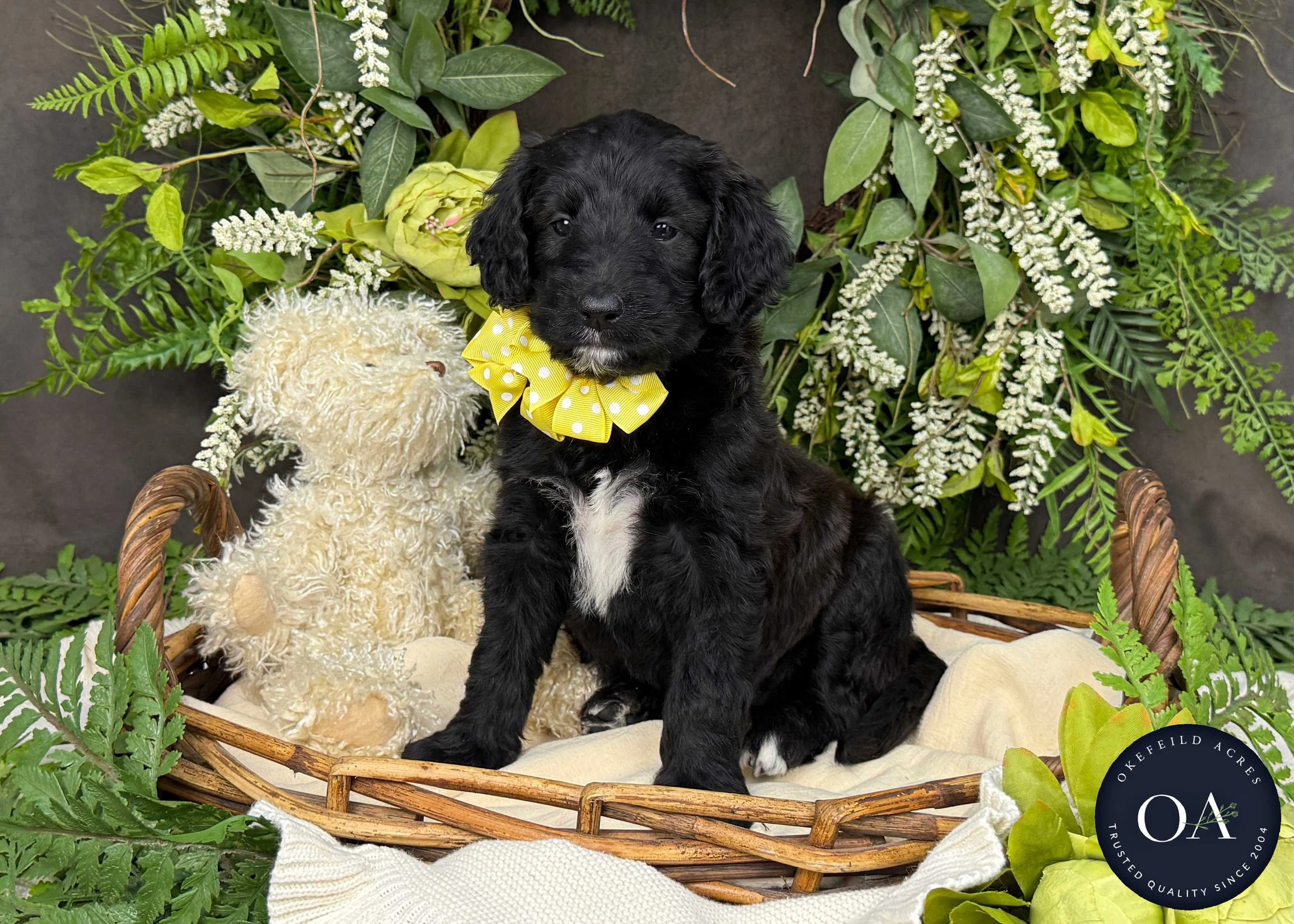 Cocoa-Caitlin-F1b-Standard-English-Teddy-Bear-Standard-Goldendoodle-Puppies-For-Sale-Okefeild-Acres-Missouri-2.JPG