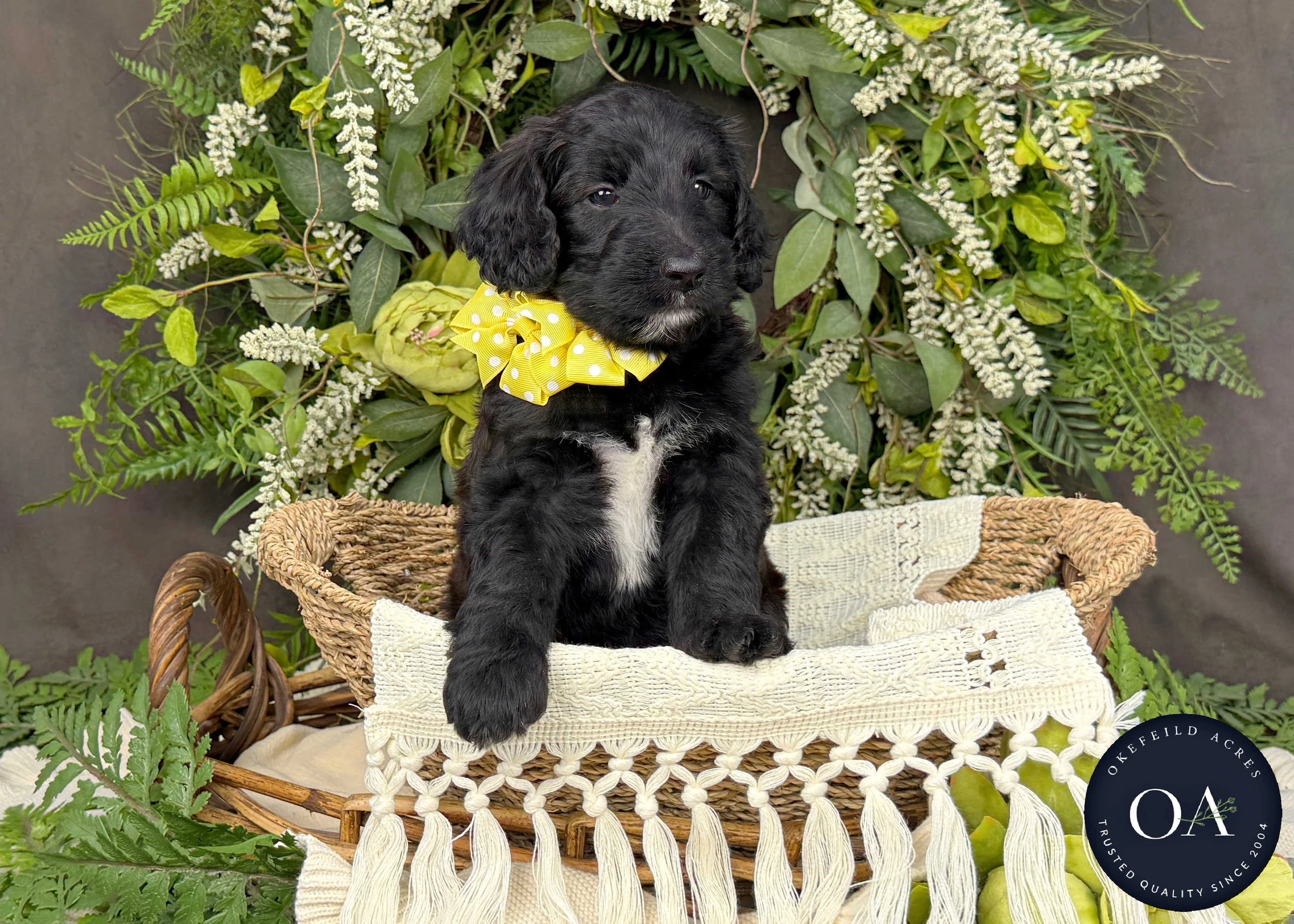 Cocoa-Caitlin-F1b-Standard-English-Teddy-Bear-Standard-Goldendoodle-Puppies-For-Sale-Okefeild-Acres-Missouri-4.JPG