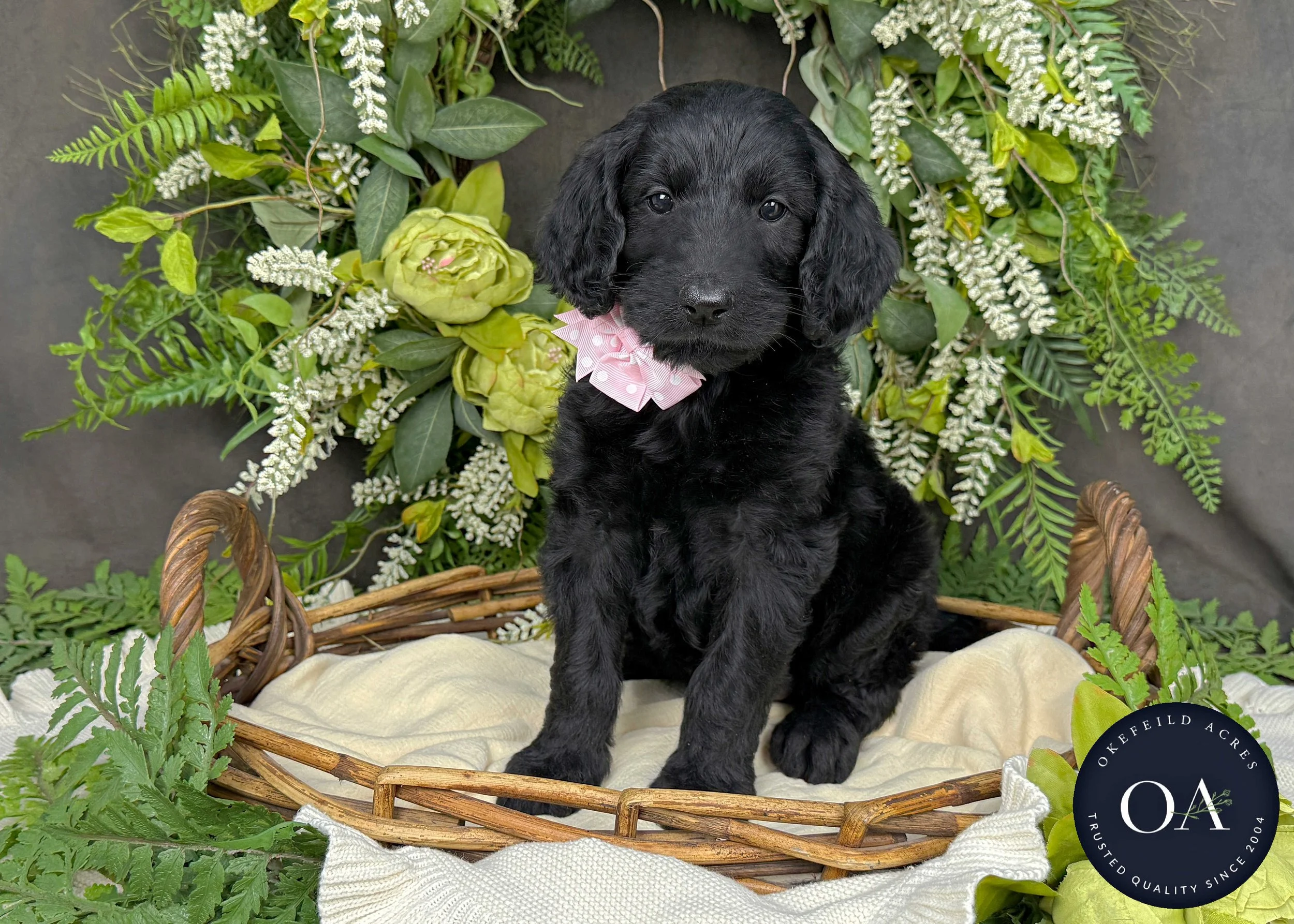 Celeste-Caitlin-F1b-Standard-English-Teddy-Bear-Standard-Goldendoodle-Puppies-For-Sale-Okefeild-Acres-Missouri-2.JPG