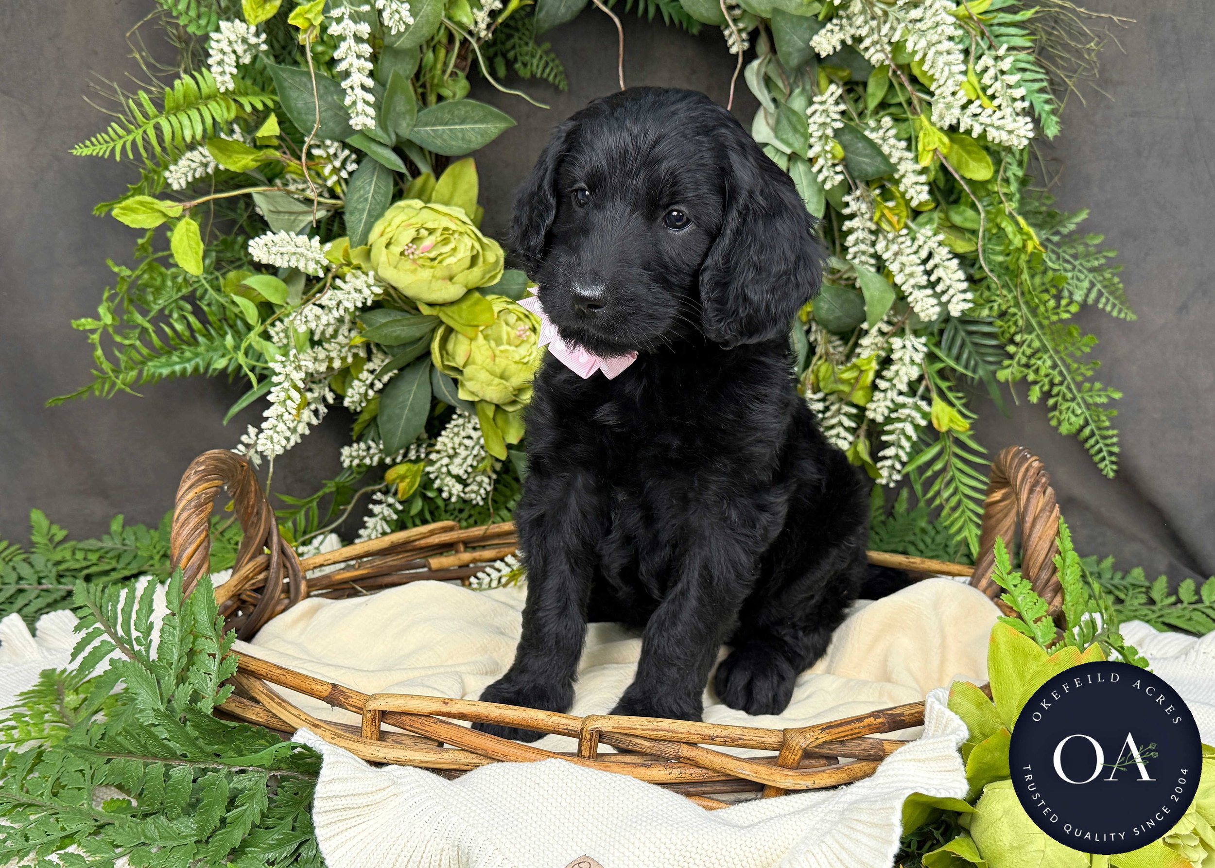 Celeste-Caitlin-F1b-Standard-English-Teddy-Bear-Standard-Goldendoodle-Puppies-For-Sale-Okefeild-Acres-Missouri-1.JPG