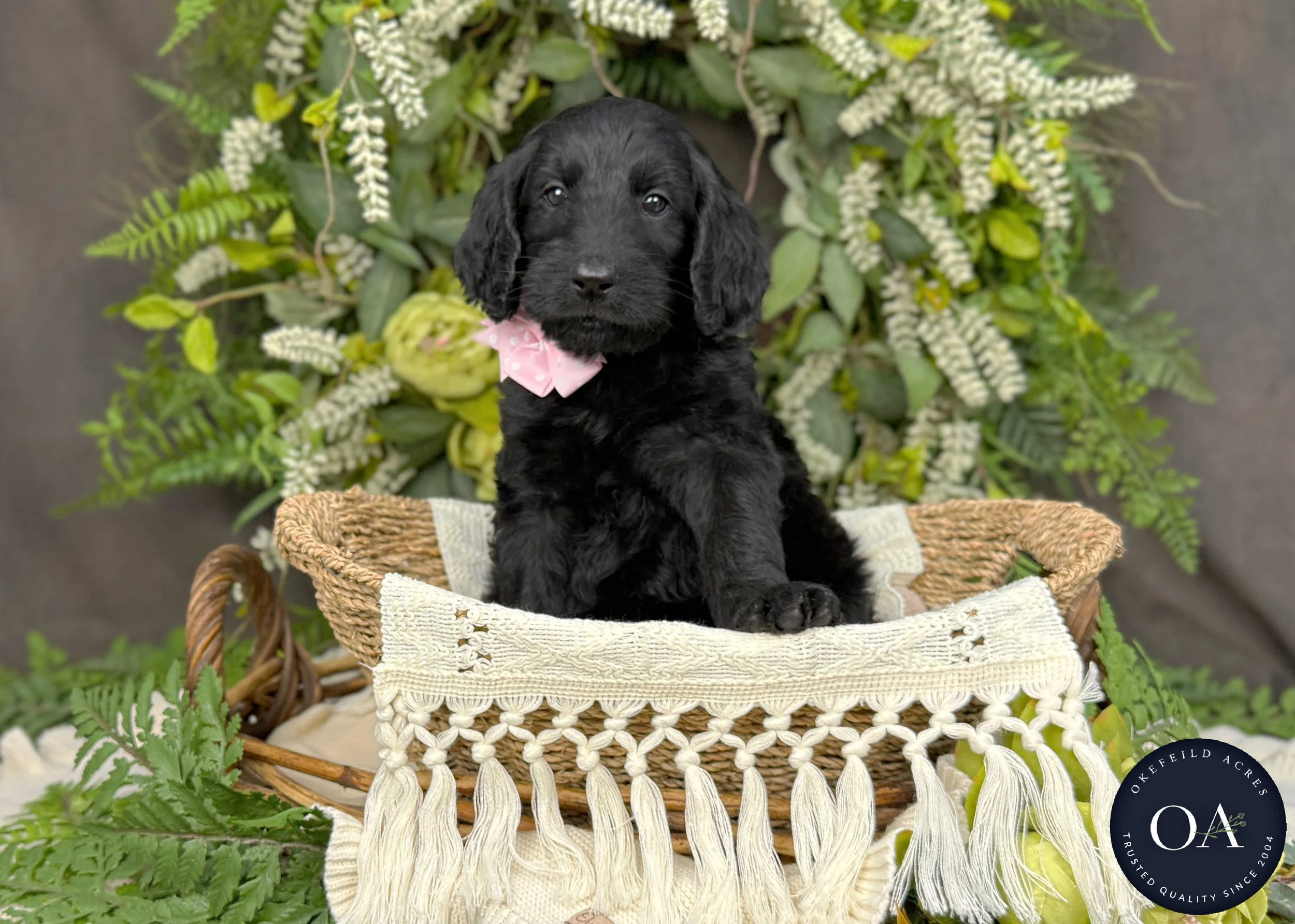 Celeste-Caitlin-F1b-Standard-English-Teddy-Bear-Standard-Goldendoodle-Puppies-For-Sale-Okefeild-Acres-Missouri-4.jpg