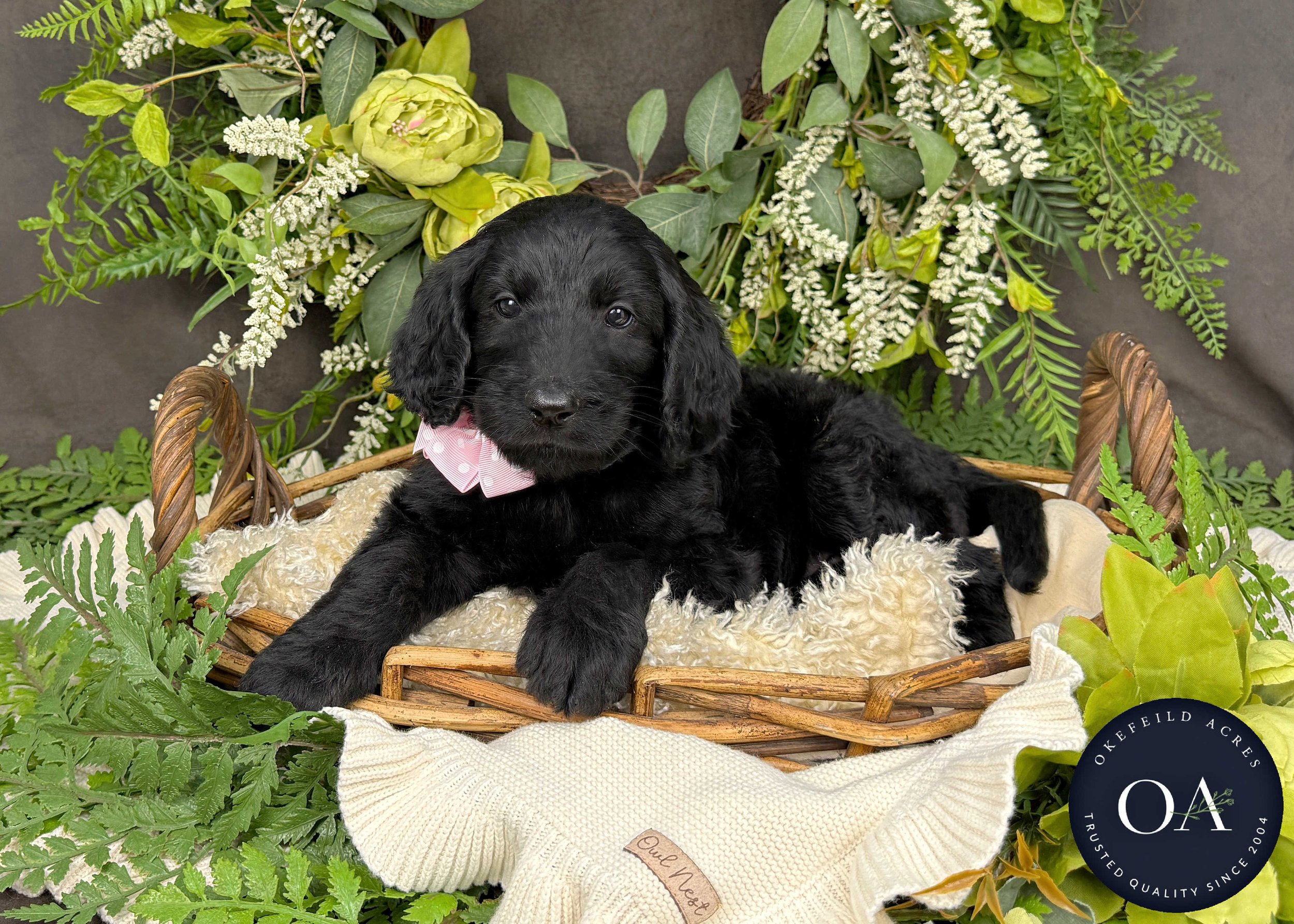 Celeste-Caitlin-F1b-Standard-English-Teddy-Bear-Standard-Goldendoodle-Puppies-For-Sale-Okefeild-Acres-Missouri-3 (1).jpg