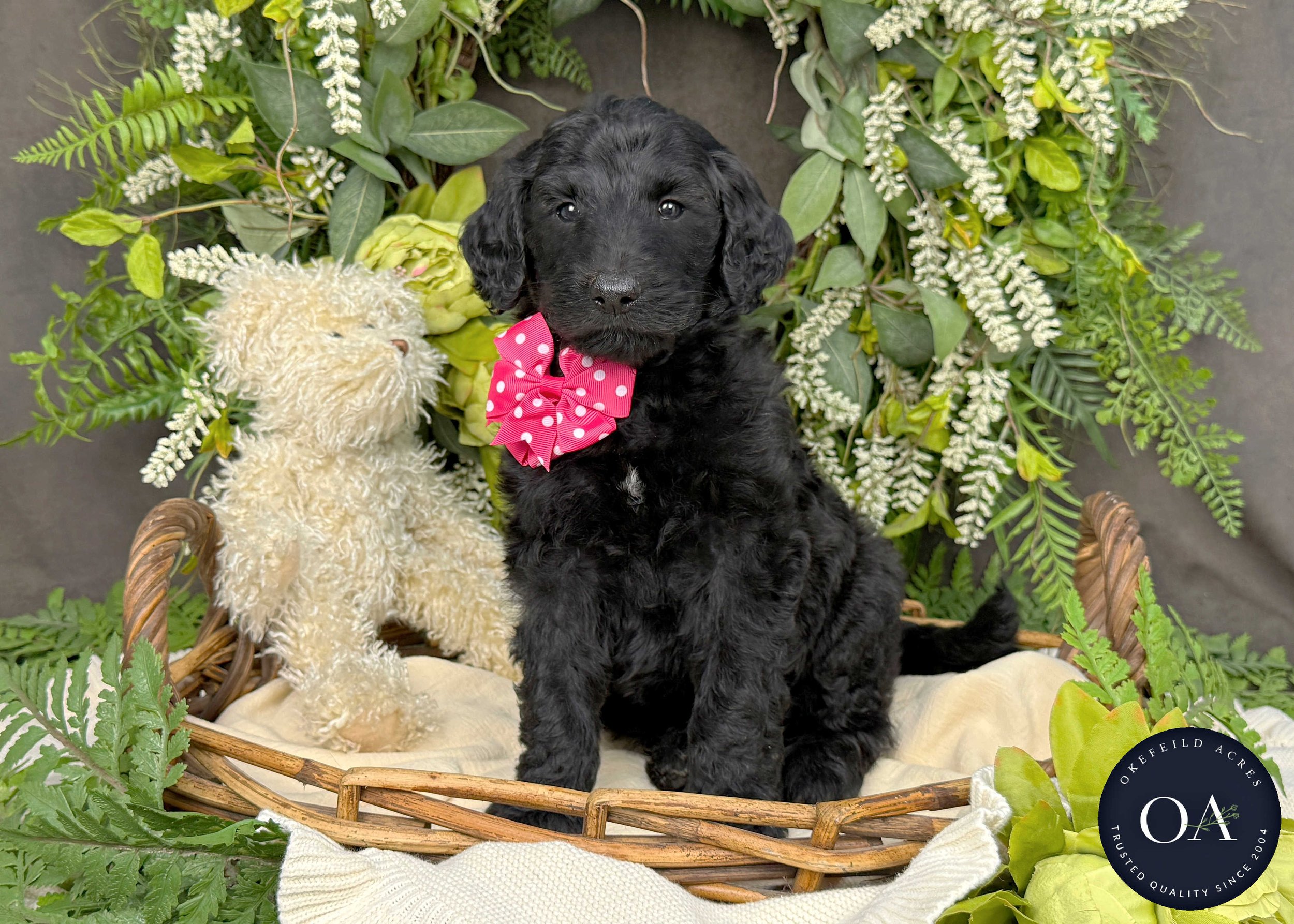 Chelsea-Caitlin-F1b-Standard-English-Teddy-Bear-Standard-Goldendoodle-Puppies-For-Sale-Okefeild-Acres-Missouri-1.JPG