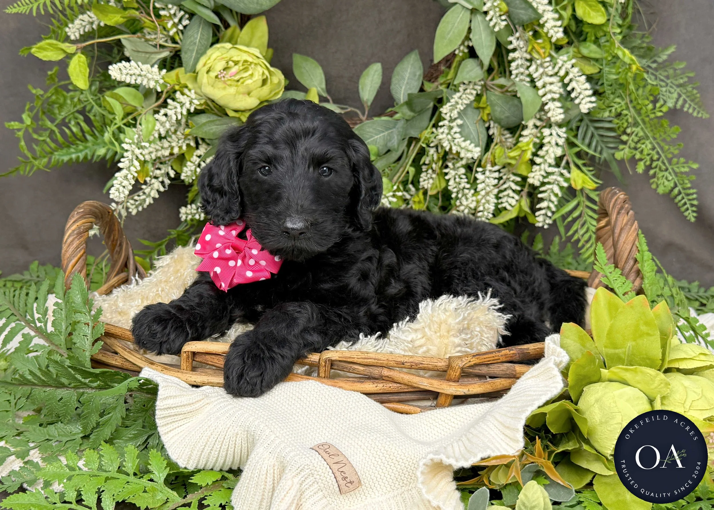 Chelsea-Caitlin-F1b-Standard-English-Teddy-Bear-Standard-Goldendoodle-Puppies-For-Sale-Okefeild-Acres-Missouri-2.JPG