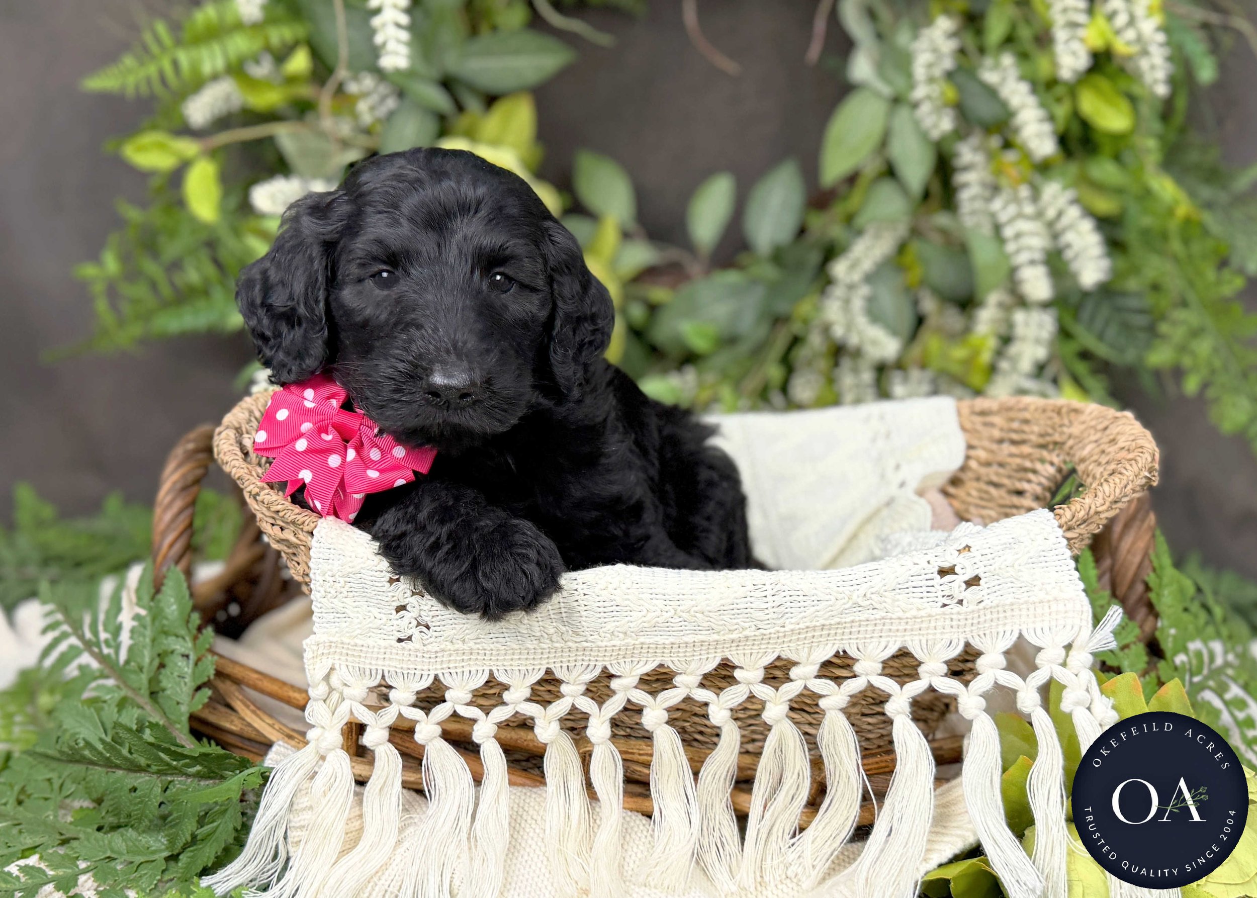 Chelsea-Caitlin-F1b-Standard-English-Teddy-Bear-Standard-Goldendoodle-Puppies-For-Sale-Okefeild-Acres-Missouri-3.jpg