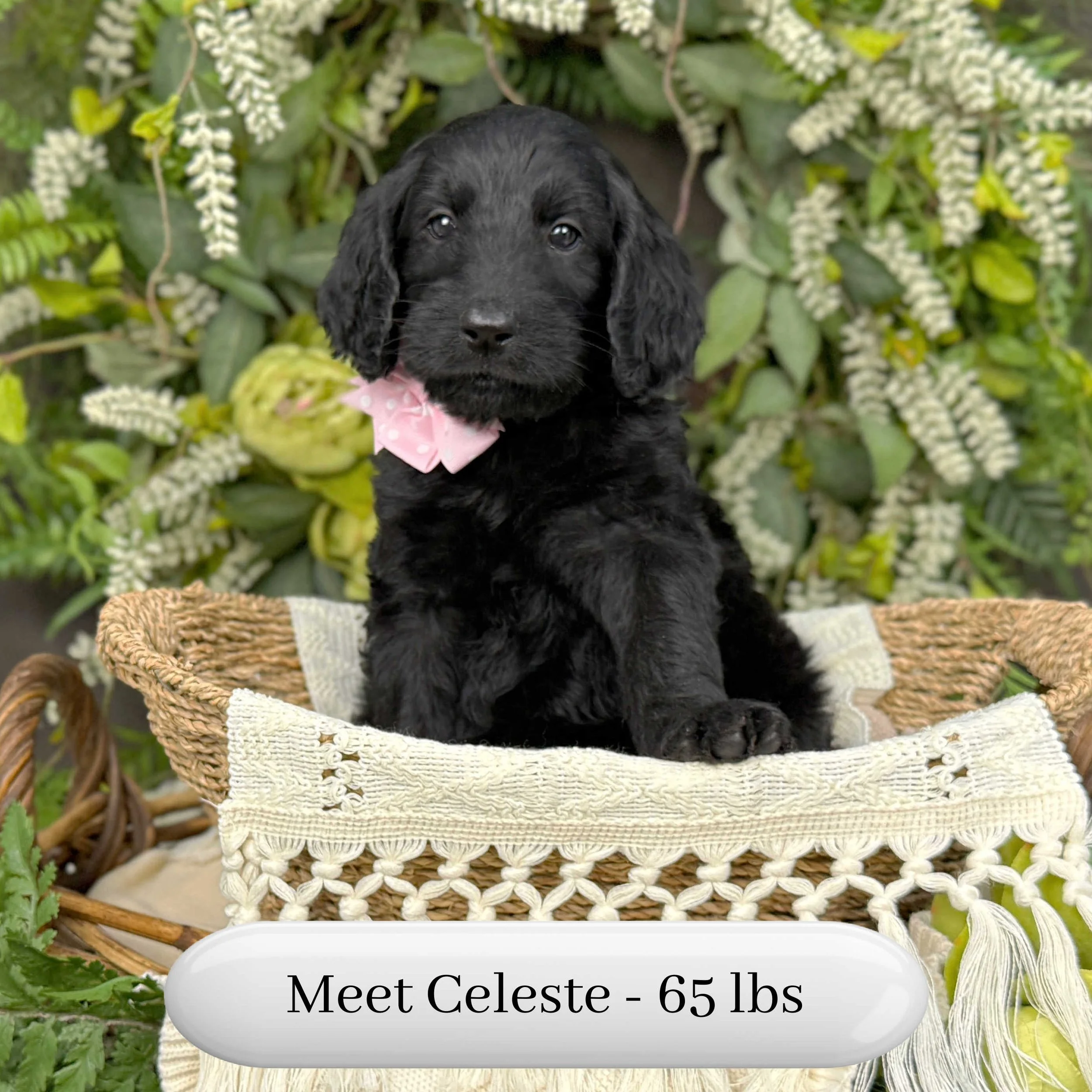 Celeste-Caitlin-F1b-Standard-English-Teddy-Bear-Standard-Goldendoodle-Puppies-For-Sale-Okefeild-Acres-Missouri-4.jpg