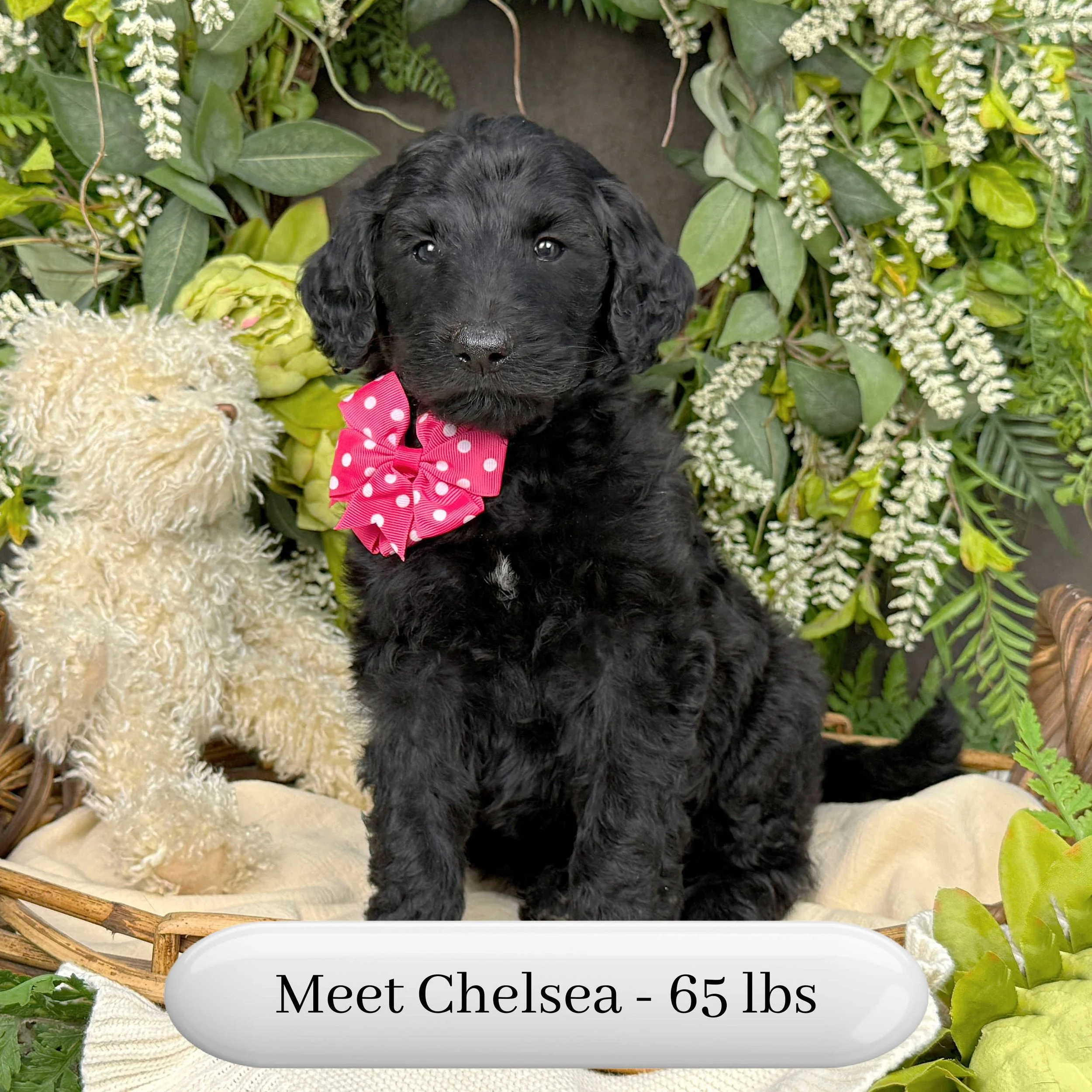 Chelsea-Caitlin-F1b-Standard-English-Teddy-Bear-Standard-Goldendoodle-Puppies-For-Sale-Okefeild-Acres-Missouri-1.jpg