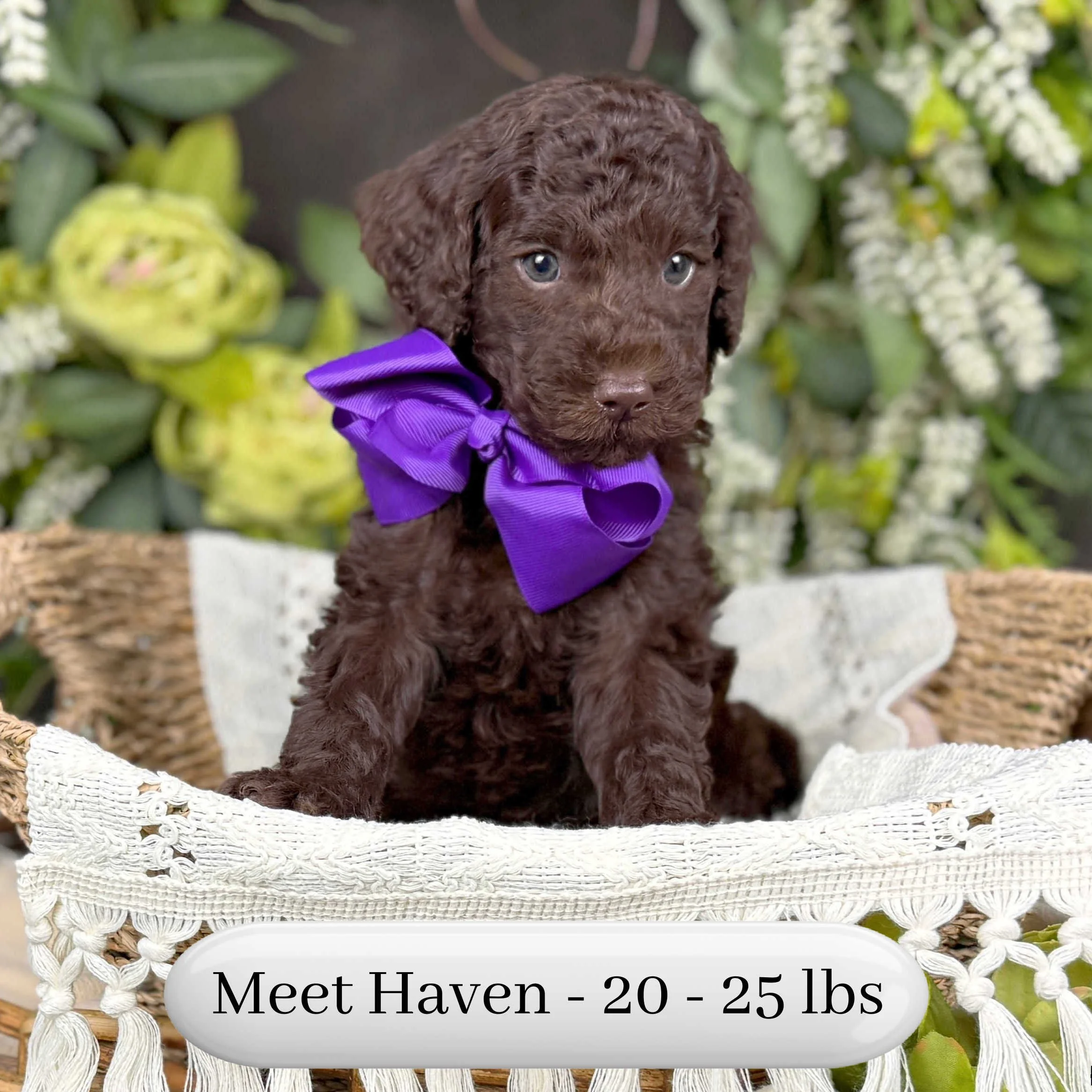Haven-Hailey-F2b-Small-English-Teddy-Bear-Goldendoodle-Puppy-For-Sale-Okefeild-Acres-Missouri-4.jpg