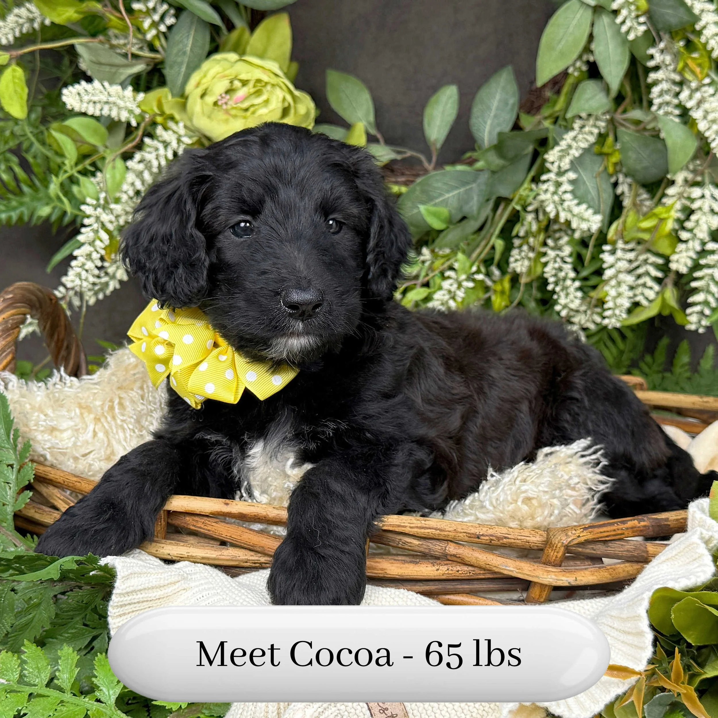 Cocoa-Caitlin-F1b-Standard-English-Teddy-Bear-Standard-Goldendoodle-Puppies-For-Sale-Okefeild-Acres-Missouri-3.jpg