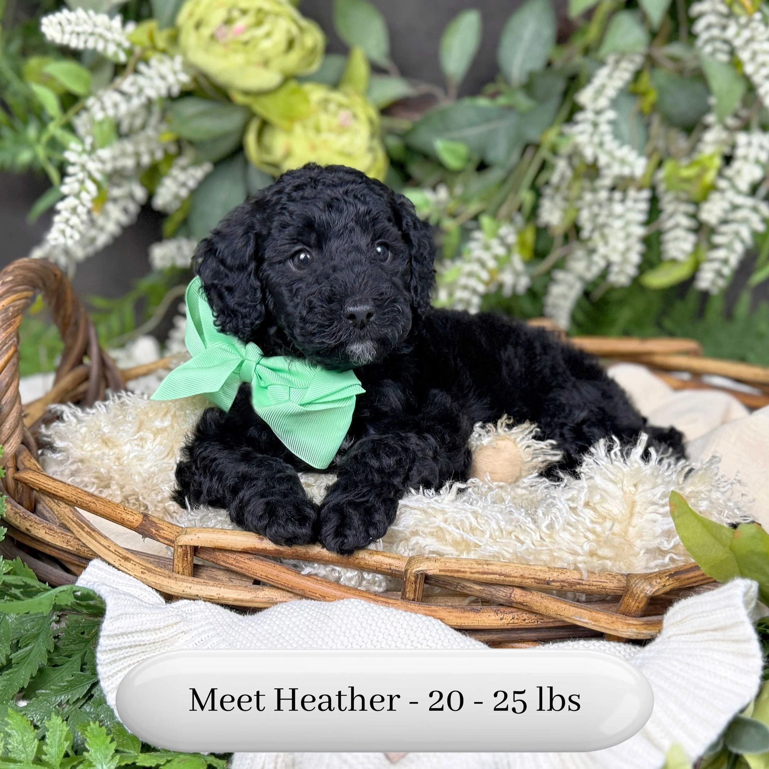 Heather-Hailey-F2b-Small-English-Teddy-Bear-Goldendoodle-Puppy-For-Sale-Okefeild-Acres-Missouri-2.jpg