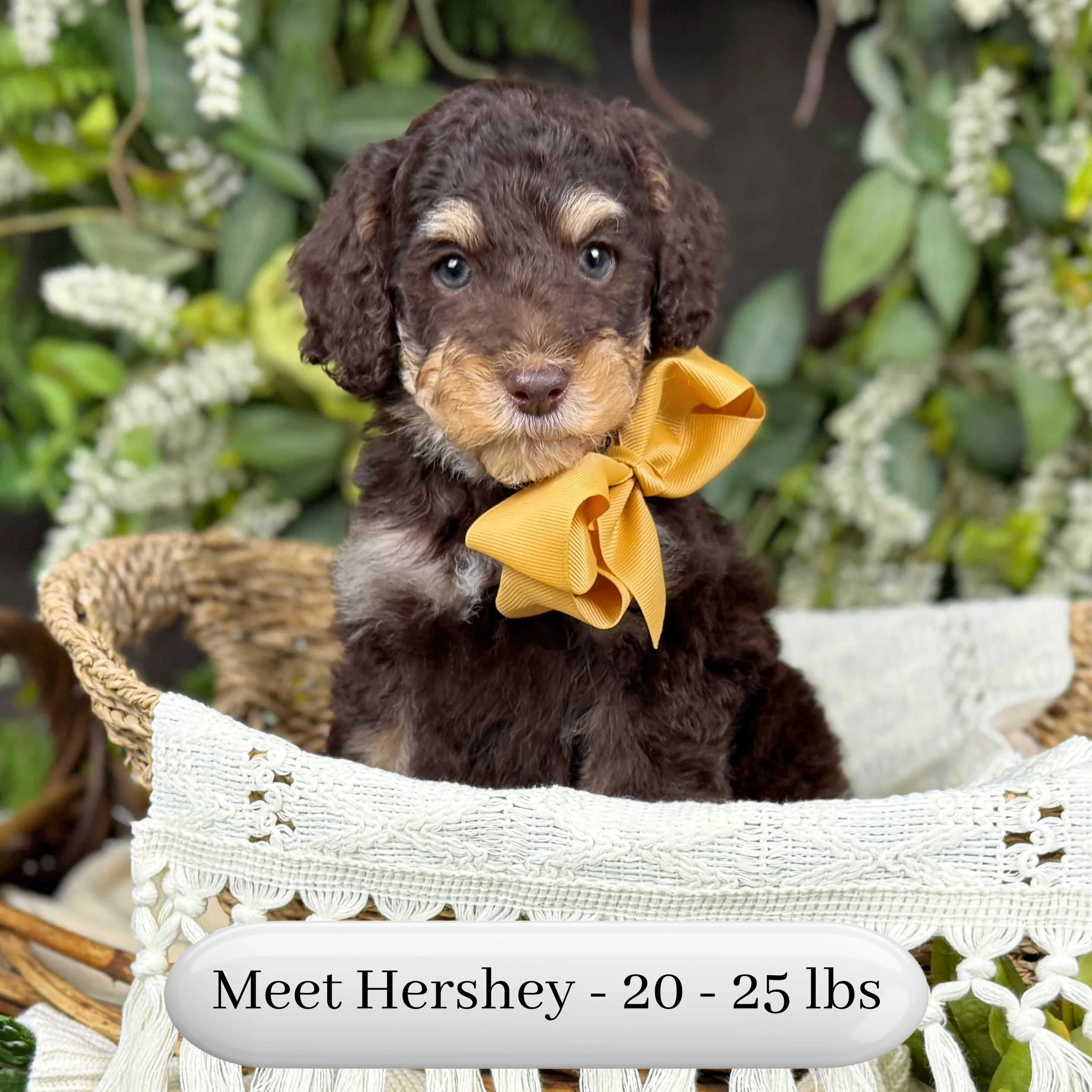 Hershey-Hailey-F2b-Small-English-Teddy-Bear-Goldendoodle-Puppy-For-Sale-Okefeild-Acres-Missouri-4.jpg