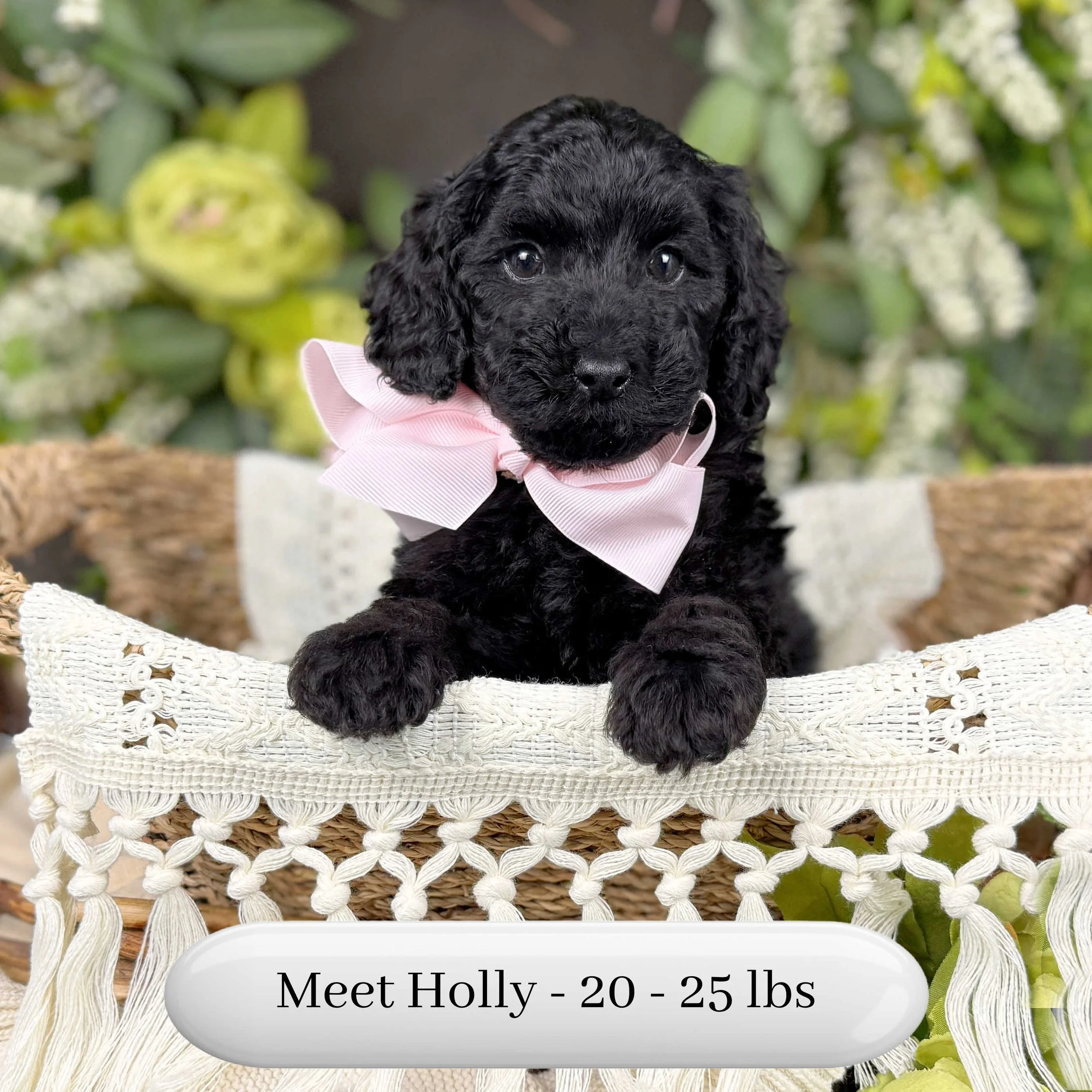 Holly-Hailey-F2b-Small-English-Teddy-Bear-Goldendoodle-Puppy-For-Sale-Okefeild-Acres-Missouri-3.jpg