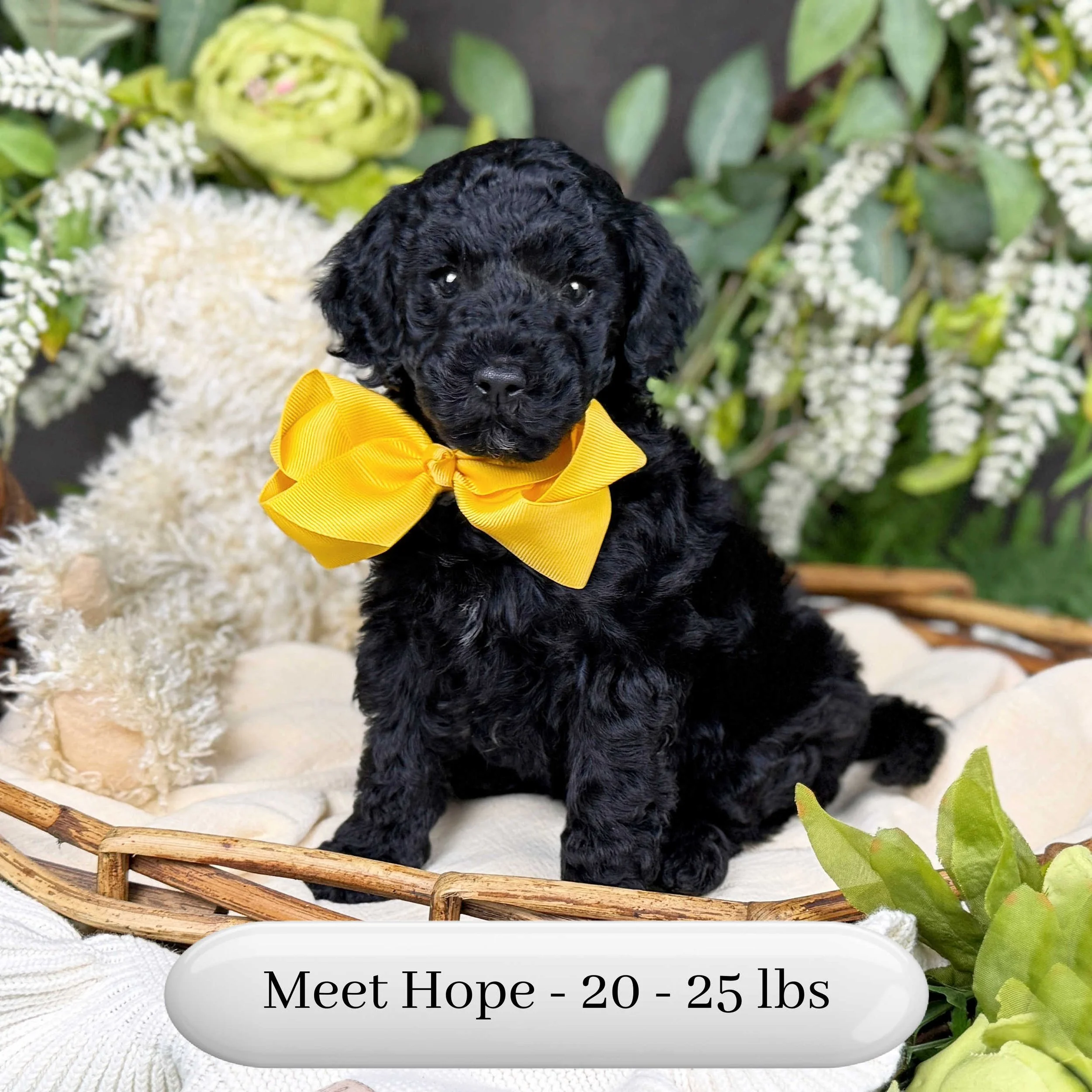 Hope-Hailey-F2b-Small-English-Teddy-Bear-Goldendoodle-Puppy-For-Sale-Okefeild-Acres-Missouri-2.jpg