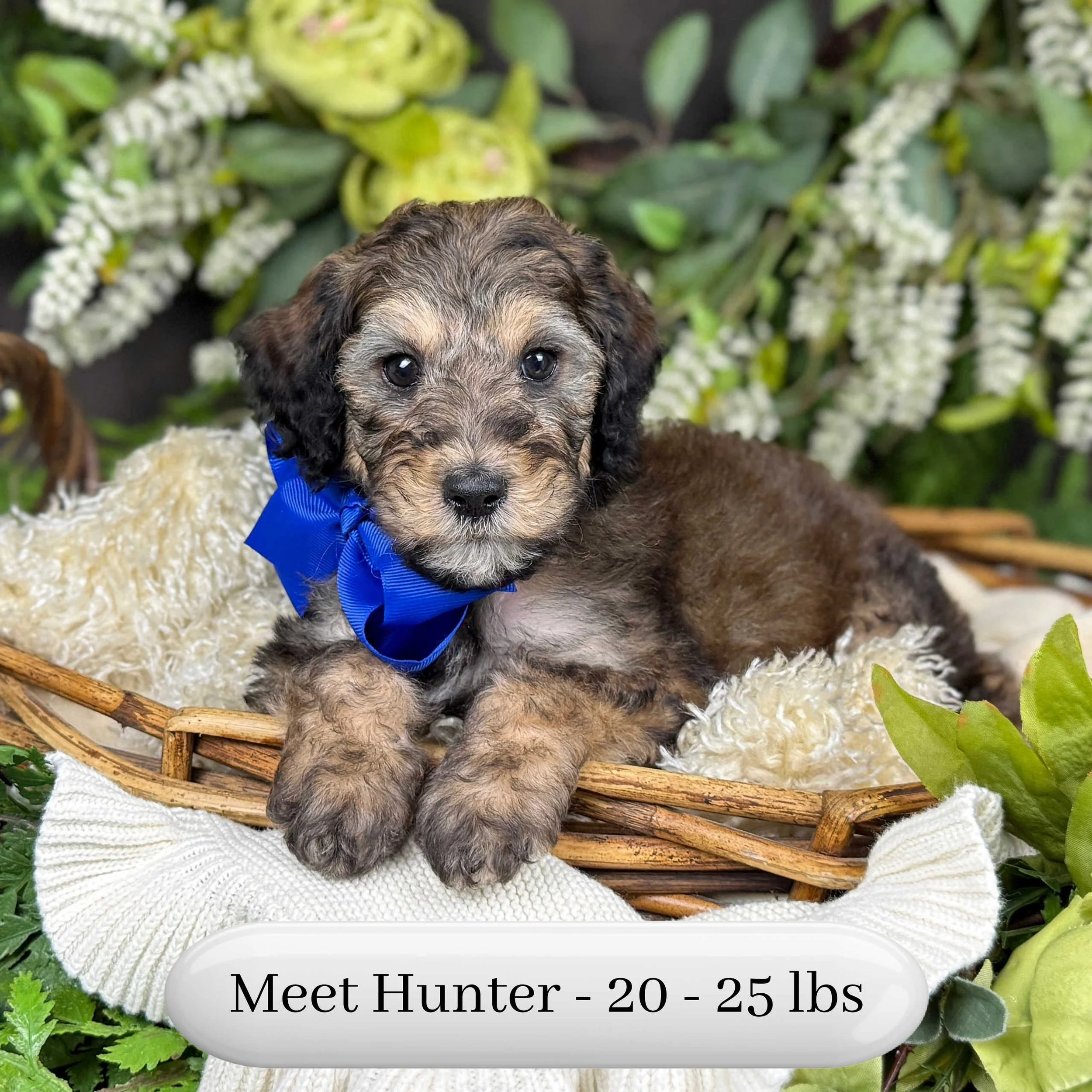 Hunter-Hailey-F2b-Small-English-Teddy-Bear-Goldendoodle-Puppy-For-Sale-Okefeild-Acres-Missouri-2.jpg