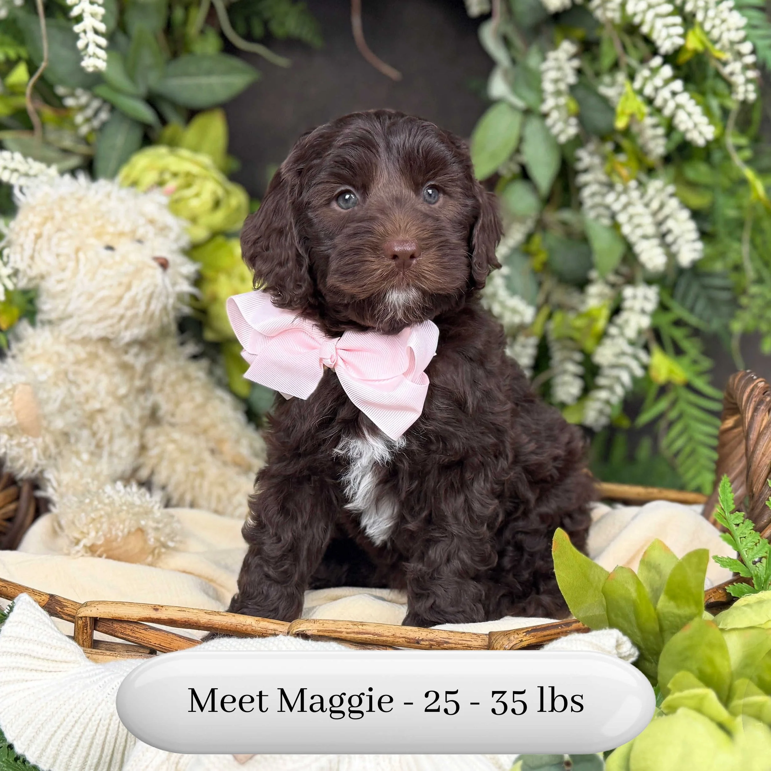 Maggie-F2bb-Mini-English-Teddy-Bear-Goldendoodle-Puppies-For-Sale-Okefeild-Acres-Missouri-1.jpg