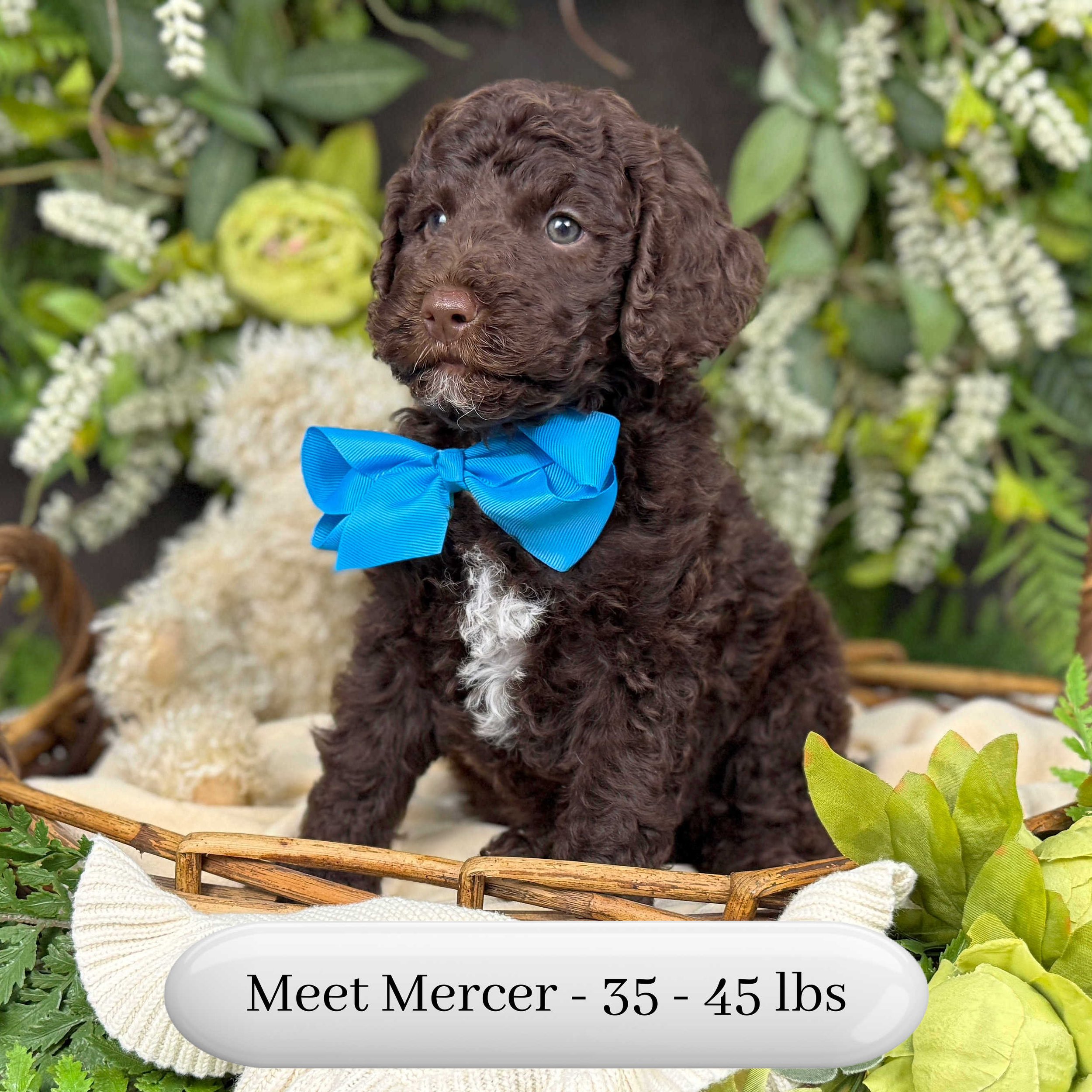 Mercer-F2bb-Mini-English-Teddy-Bear-Goldendoodle-Puppies-For-Sale-Okefeild-Acres-Missouri-2.jpg