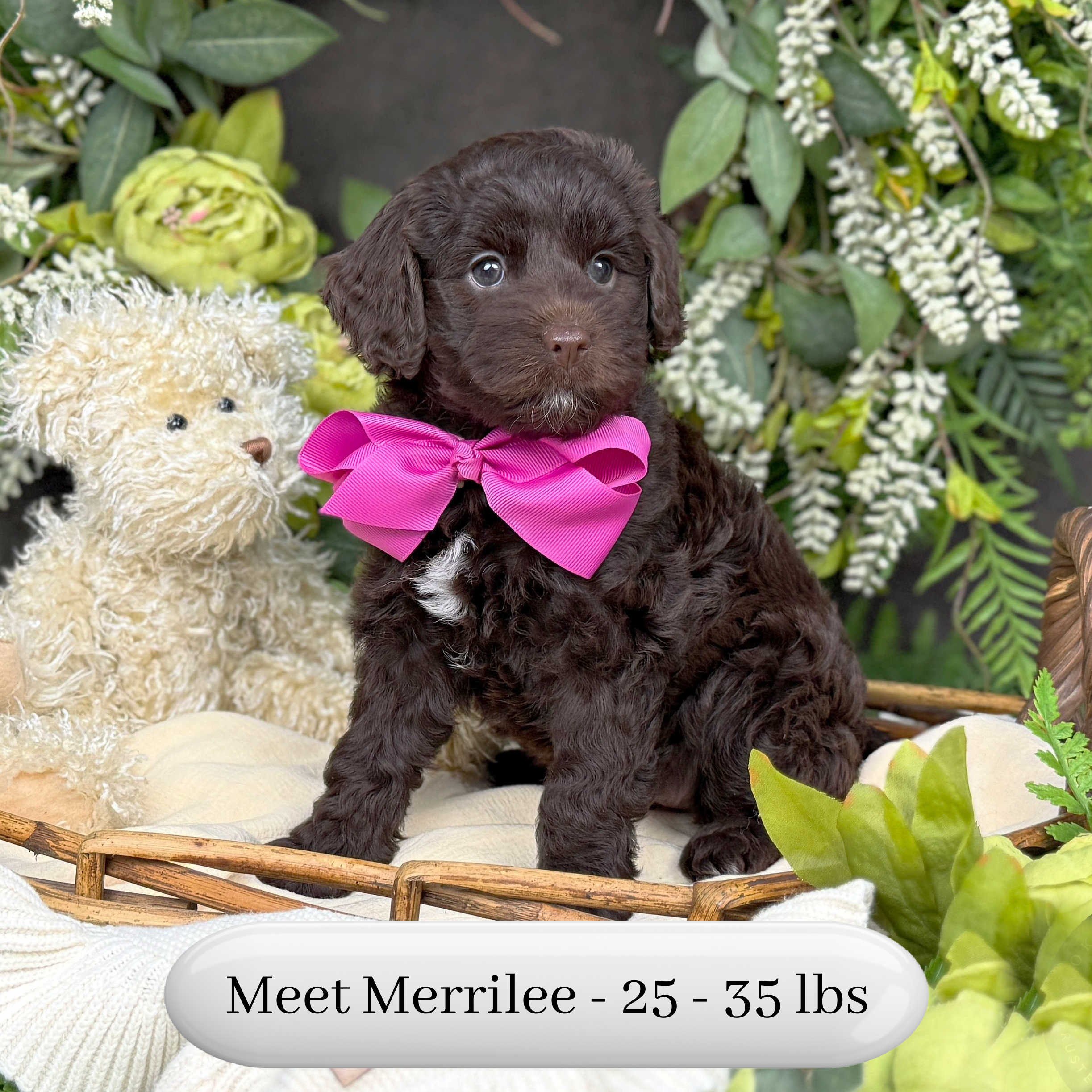 Merrilee-F2bb-Mini-English-Teddy-Bear-Goldendoodle-Puppies-For-Sale-Okefeild-Acres-Missouri-1.jpg