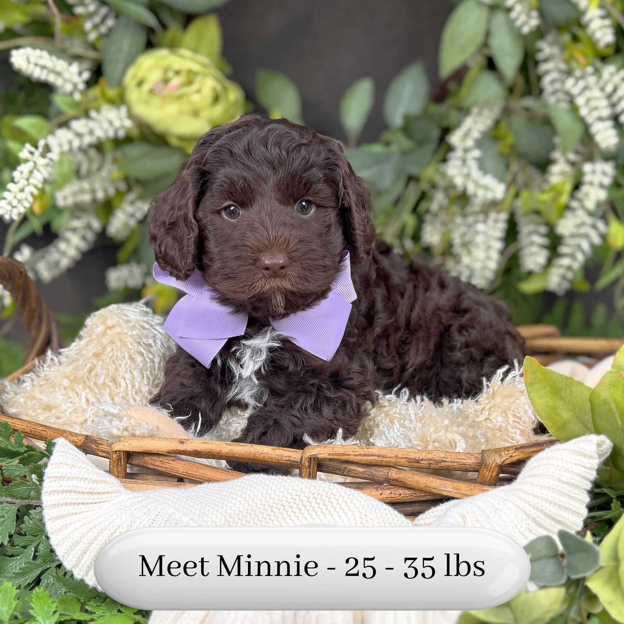 Minnie-F2bb-Mini-English-Teddy-Bear-Goldendoodle-Puppies-For-Sale-Okefeild-Acres-Missouri-2.jpg