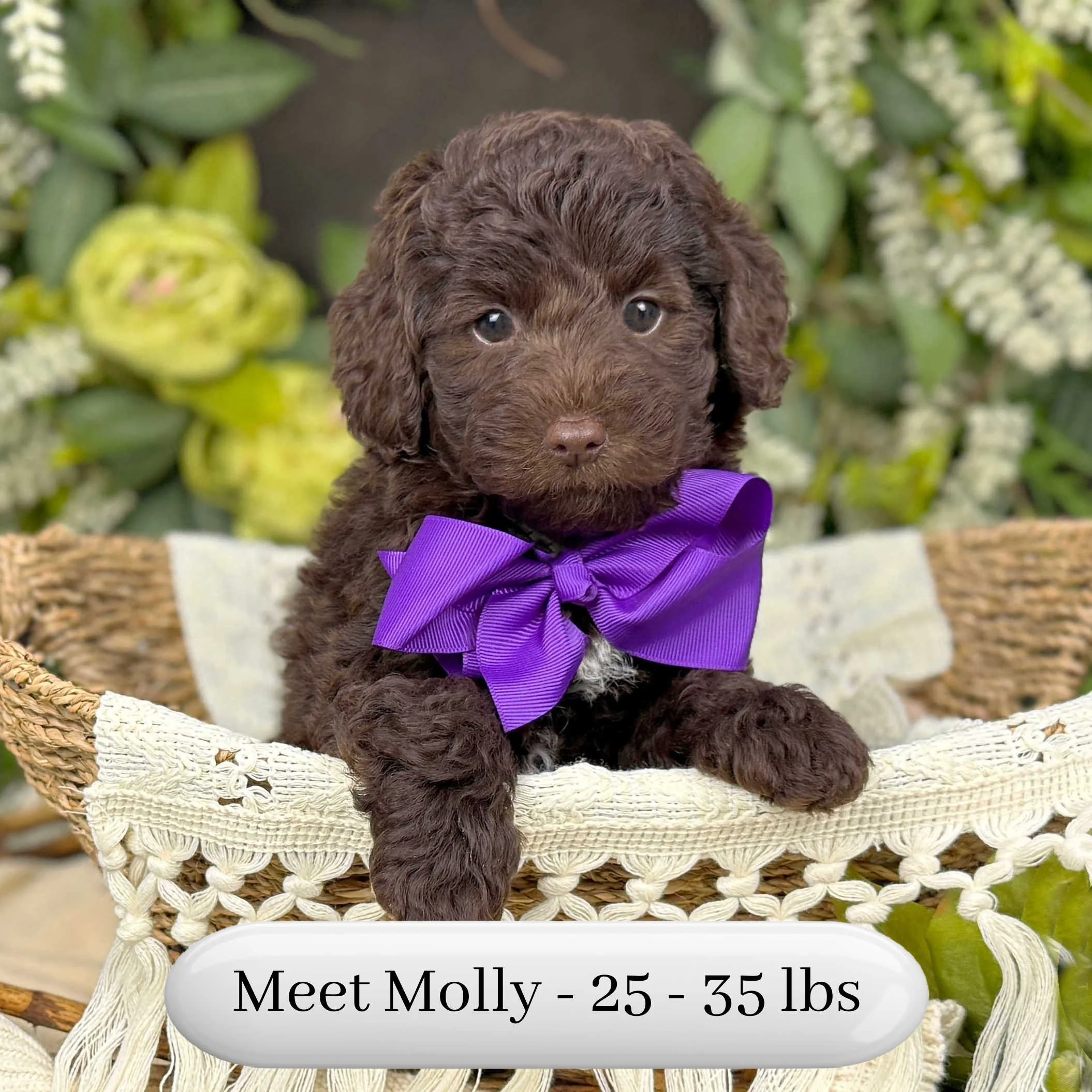 Molly-F2bb-Mini-English-Teddy-Bear-Goldendoodle-Puppies-For-Sale-Okefeild-Acres-Missouri-3.jpg