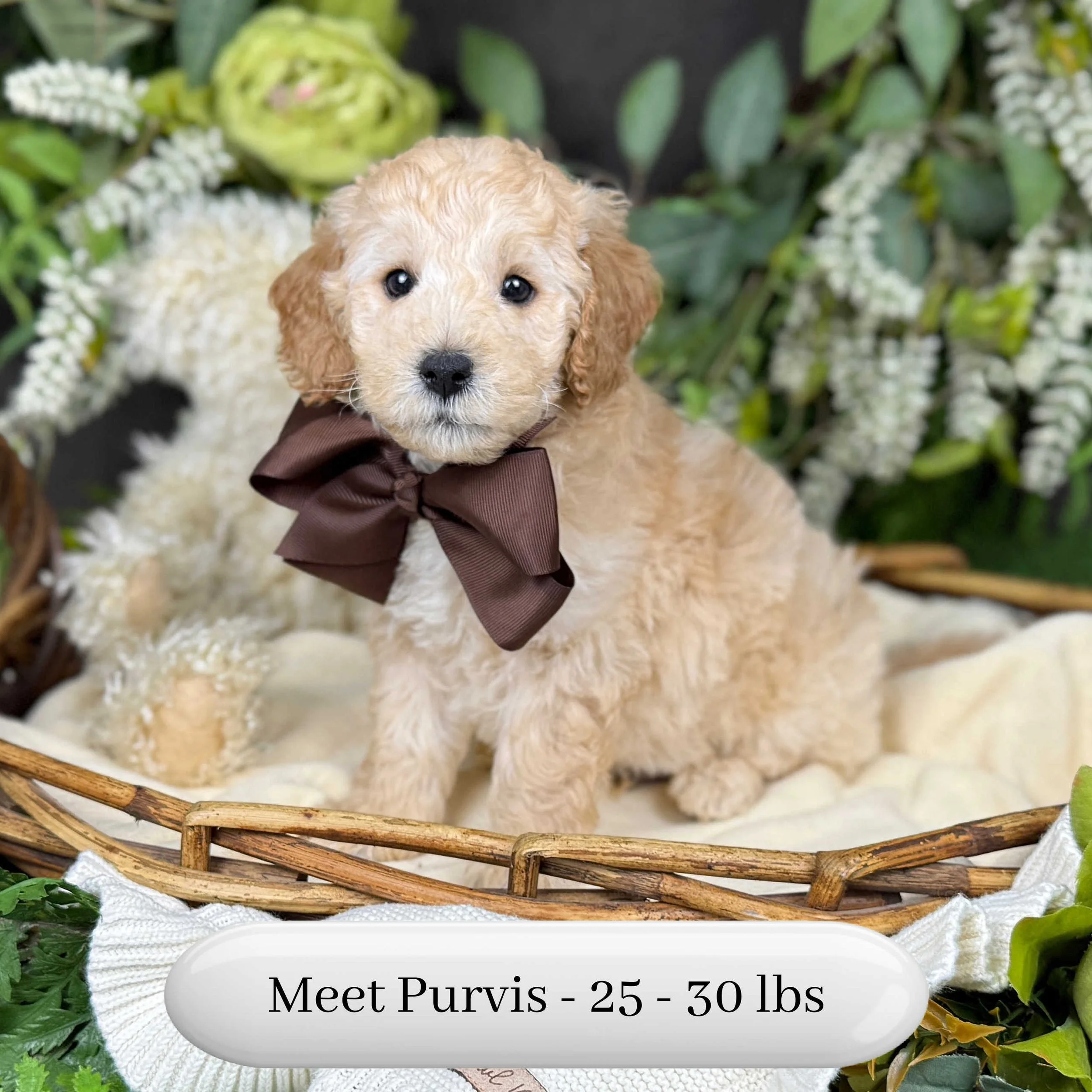 Purvis-Piper-F2b-Mini-English-Teddy-Bear-Goldendoodle-Puppy-For-Sale-Okefeild-Acres-Missouri-1.jpg