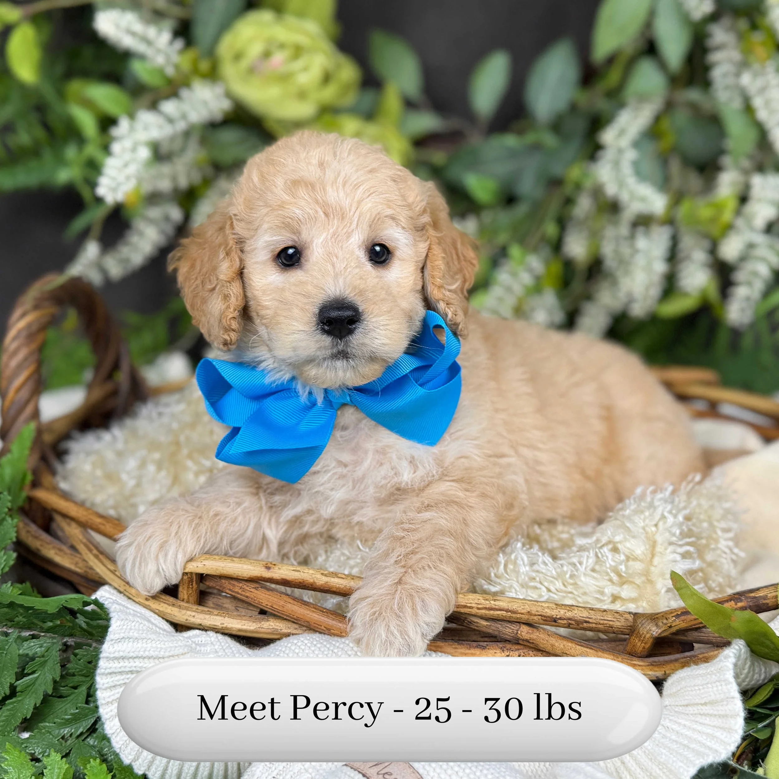 Percy-Piper-F2b-Mini-English-Teddy-Bear-Goldendoodle-Puppy-For-Sale-Okefeild-Acres-Missouri-2.jpg