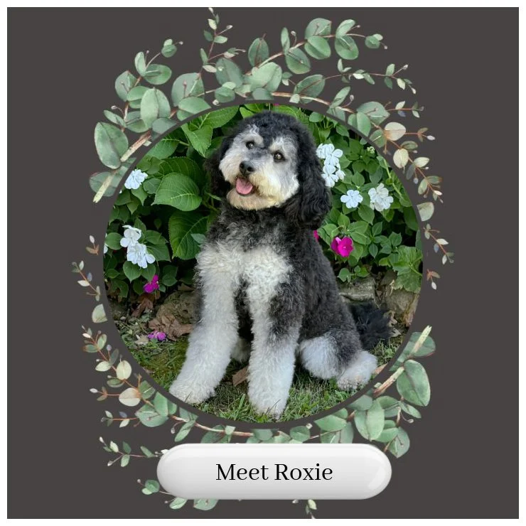 Roxie Card.jpg