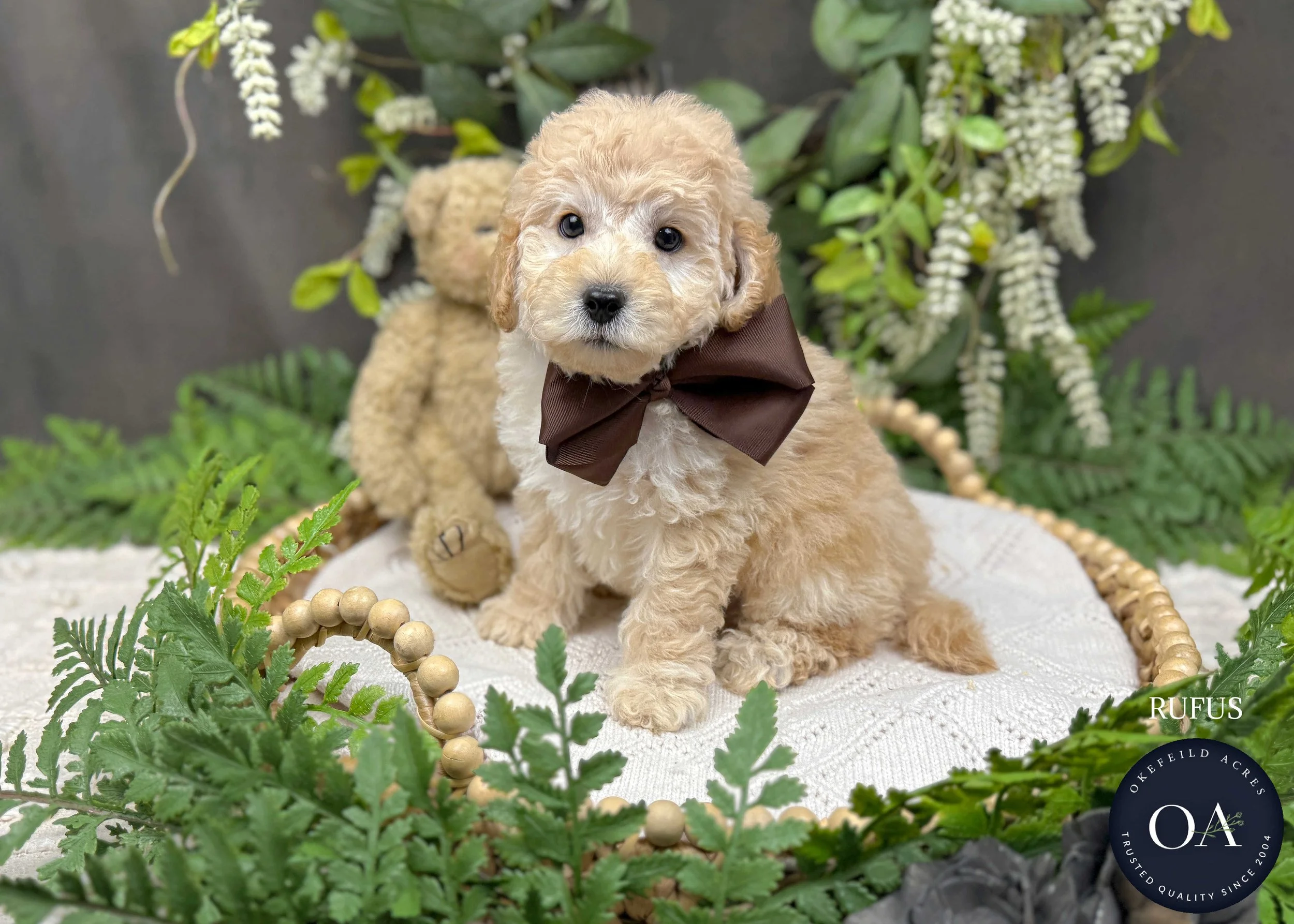 Apricot-Rufus-F1-Toy-English-Teddy-Bear-Goldendoodle-Puppy-For-Sale-Okefeild-Acres-Missouri-3.jpg