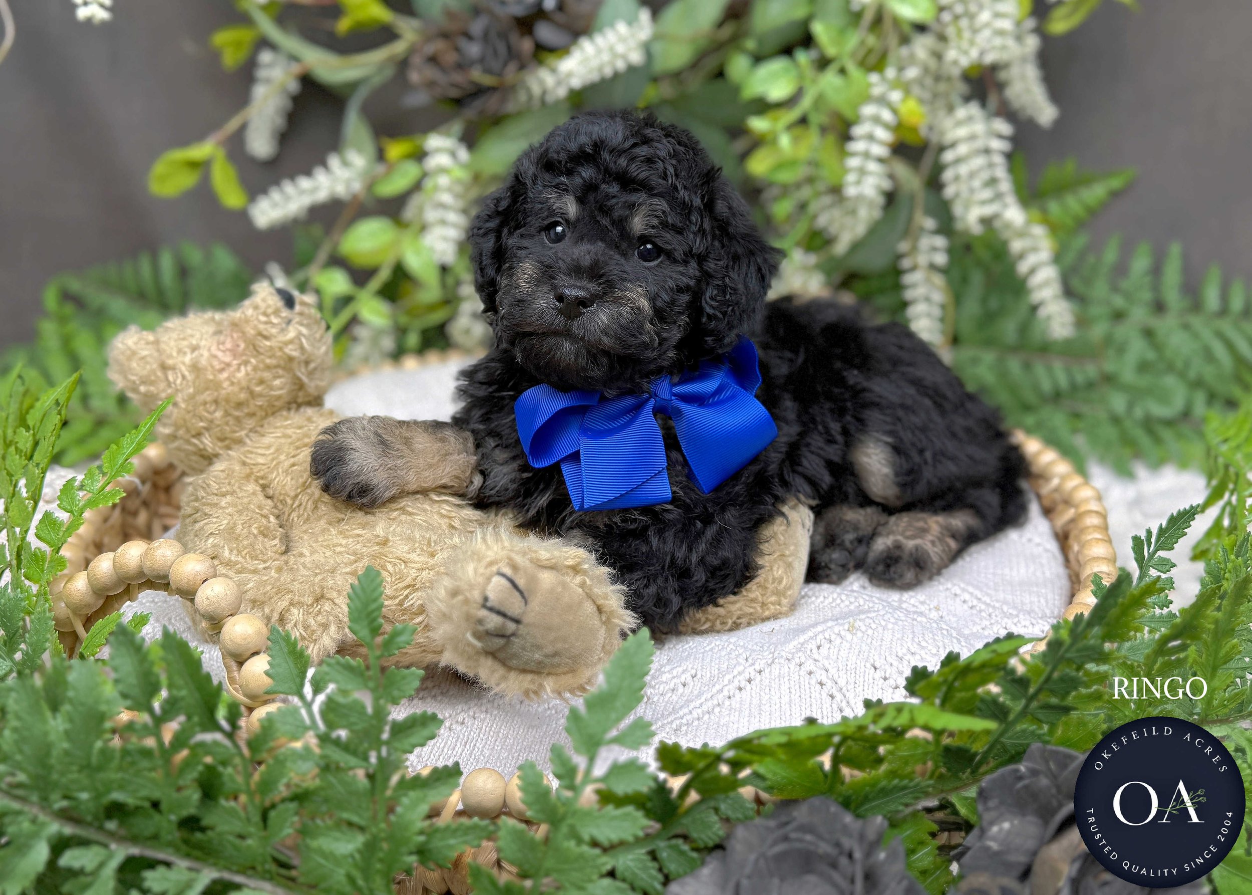 Black-Phantom-Ringo-F1-Toy-English-Teddy-Bear-Goldendoodle-Puppy-For-Sale-Okefeild-Acres-Missouri-3.jpg