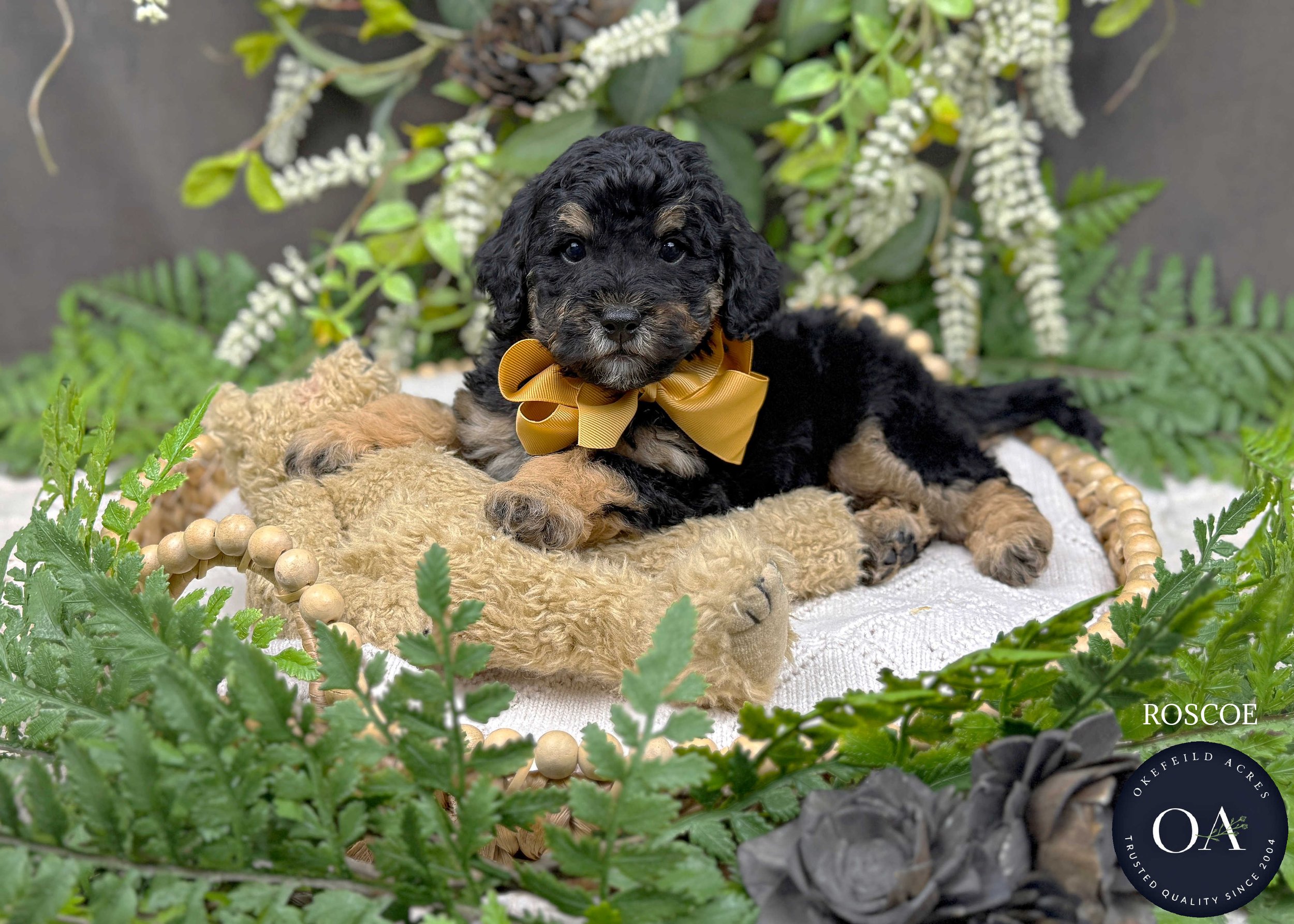 Black-Phantom-Roscoe-F1-Toy-English-Teddy-Bear-Goldendoodle-Puppy-For-Sale-Okefeild-Acres-Missouri-3.jpg