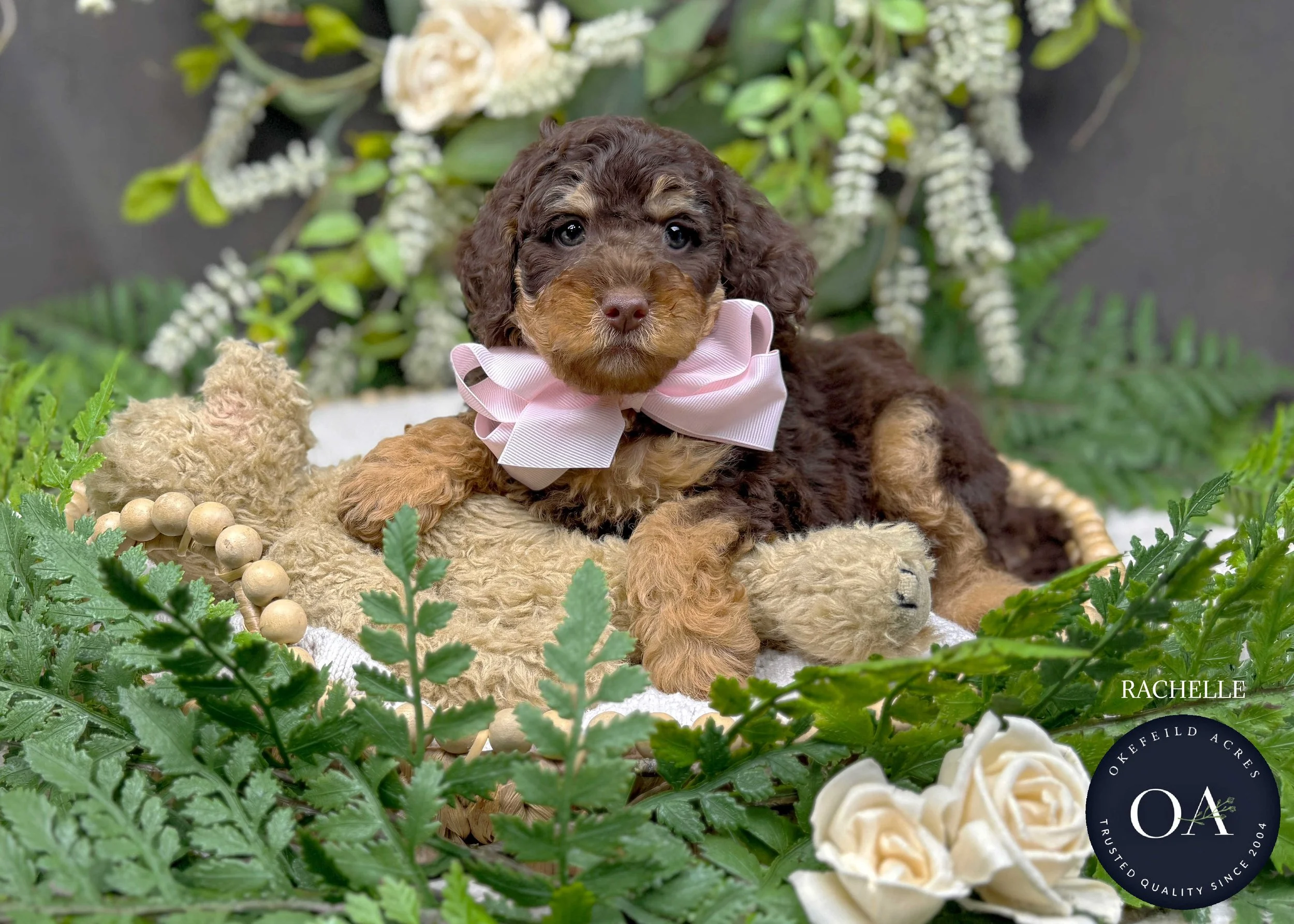 Brown-Phantom-Rachelle-F1-Toy-English-Teddy-Bear-Goldendoodle-Puppy-For-Sale-Okefeild-Acres-Missouri-3.jpg