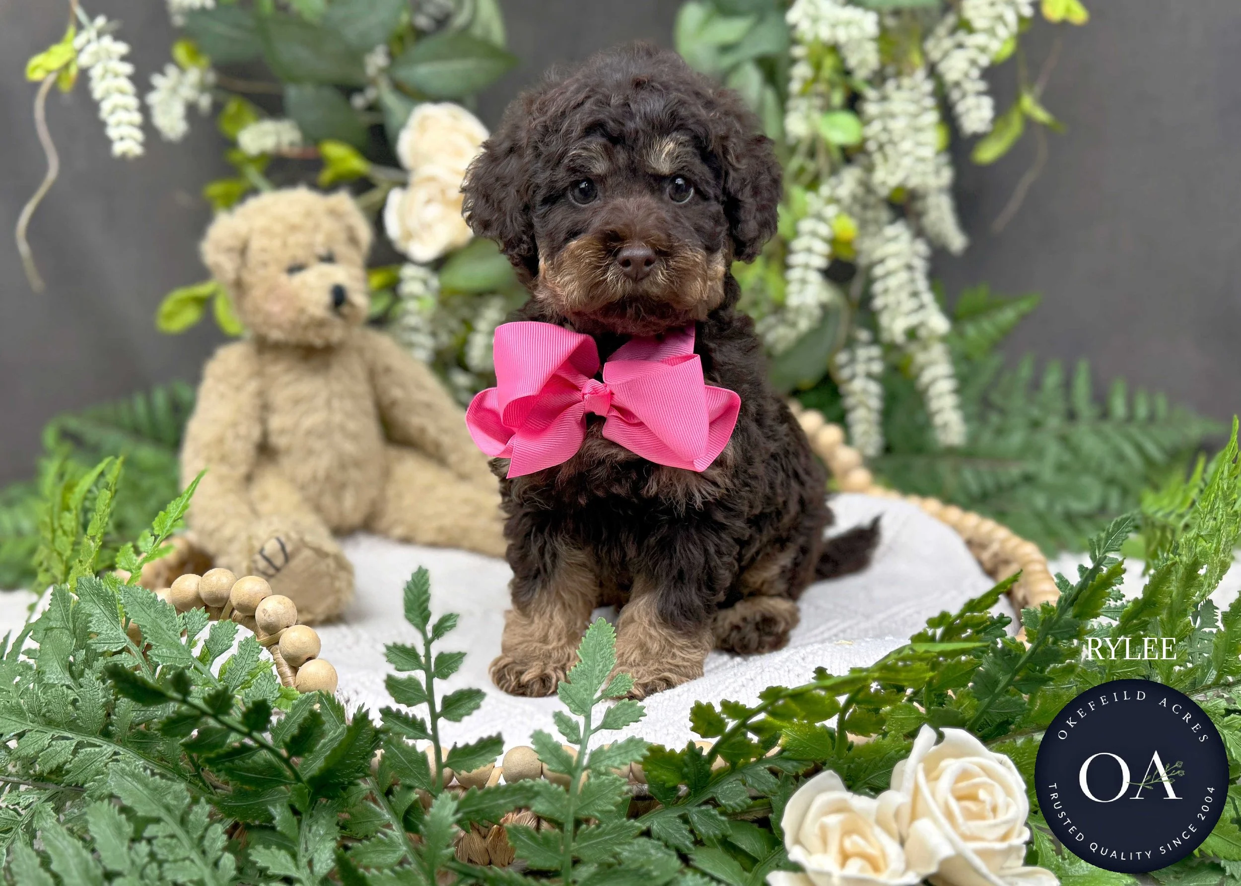 Brown-Phantom-Rylee-F1-Toy-English-Teddy-Bear-Goldendoodle-Puppy-For-Sale-Okefeild-Acres-Missouri-1.jpg