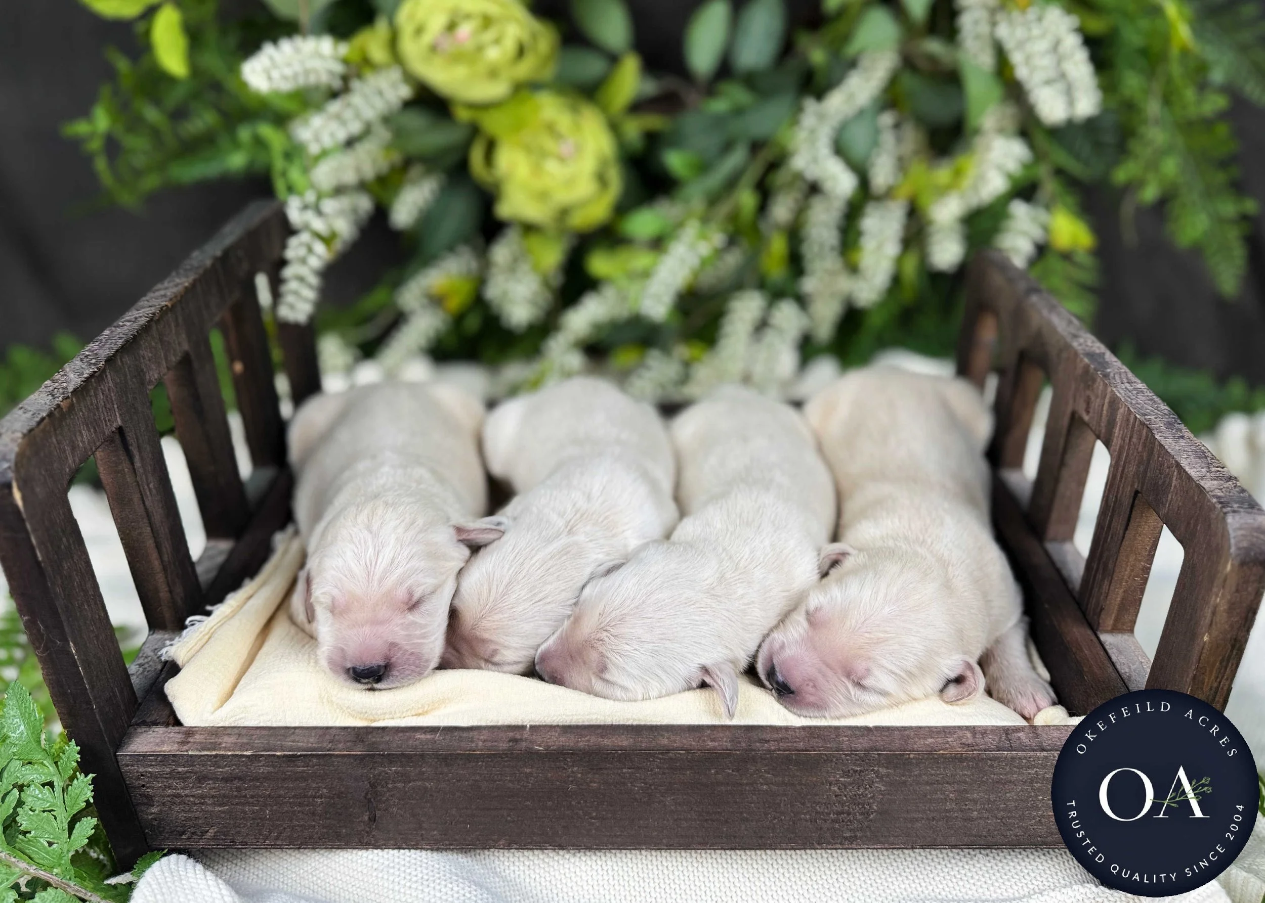 Kateryna-Female-F1-Standard-English-Teddy-Bear-Goldendoodle-Puppies-For-Sale-Okefeild-Acres-Missouri-1.jpg