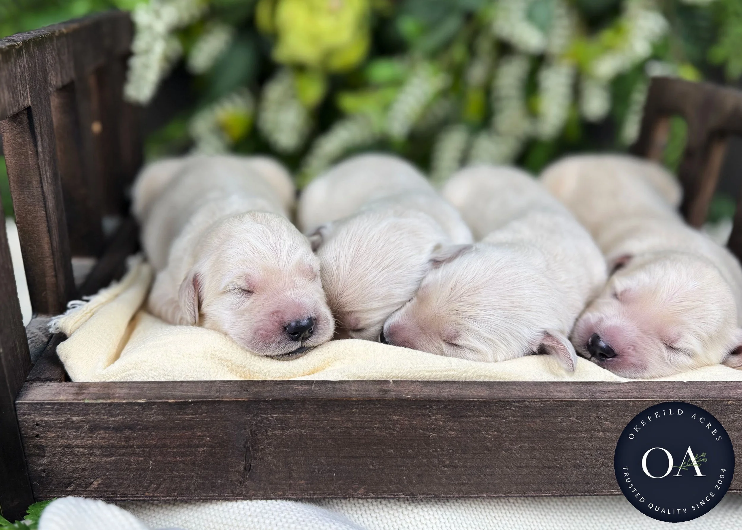Kateryna-Female-F1-Standard-English-Teddy-Bear-Goldendoodle-Puppies-For-Sale-Okefeild-Acres-Missouri-2.jpg