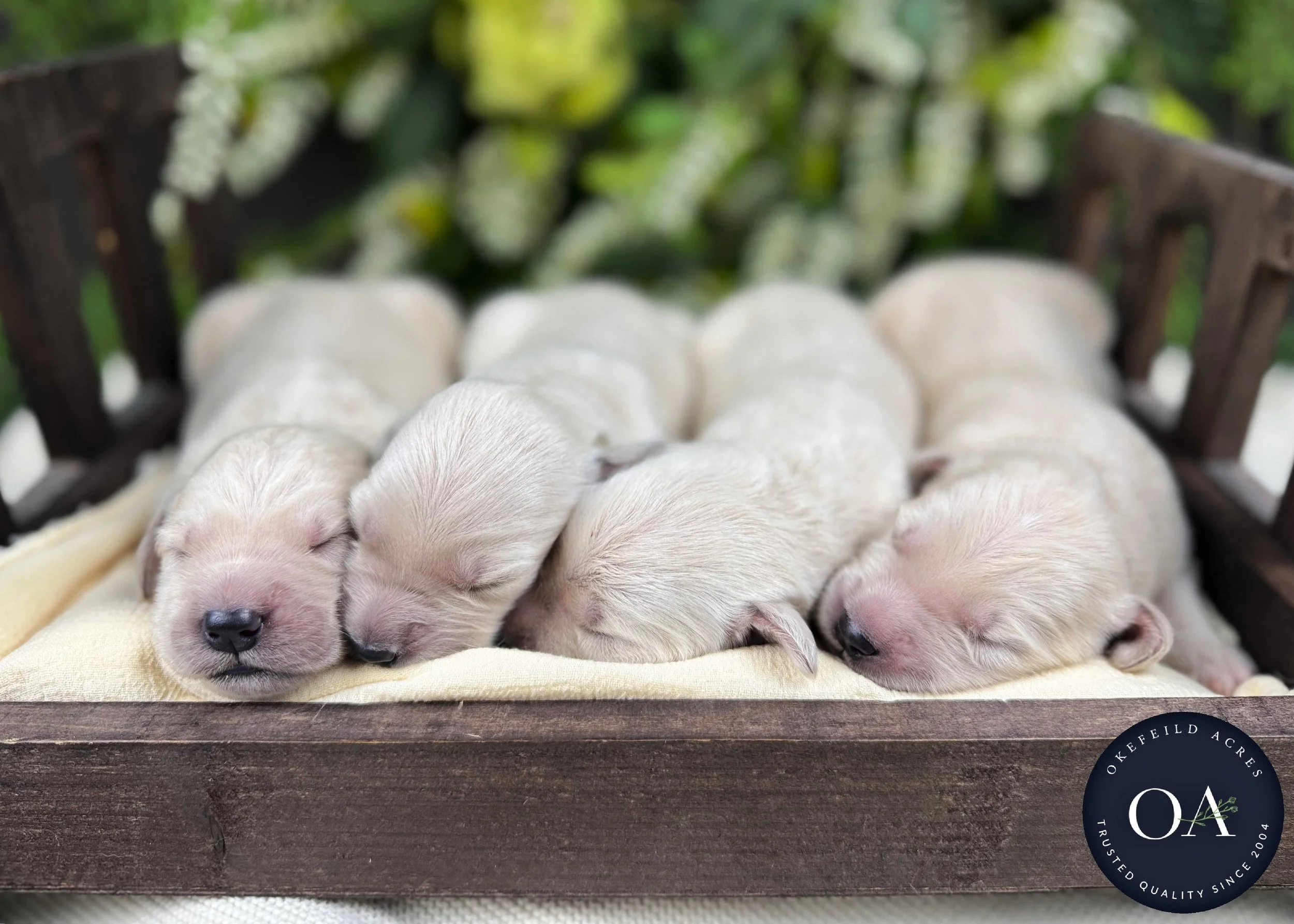 Kateryna-Female-F1-Standard-English-Teddy-Bear-Goldendoodle-Puppies-For-Sale-Okefeild-Acres-Missouri-5.jpg
