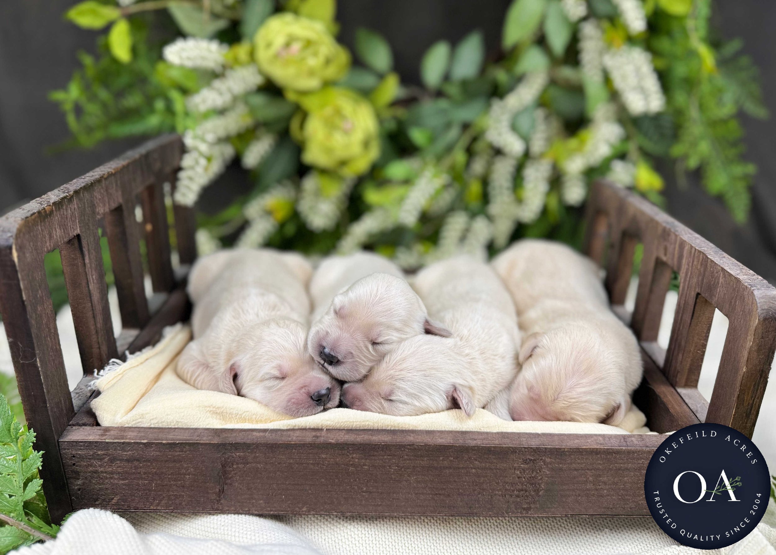 Kateryna-Female-F1-Standard-English-Teddy-Bear-Goldendoodle-Puppies-For-Sale-Okefeild-Acres-Missouri-6.jpg