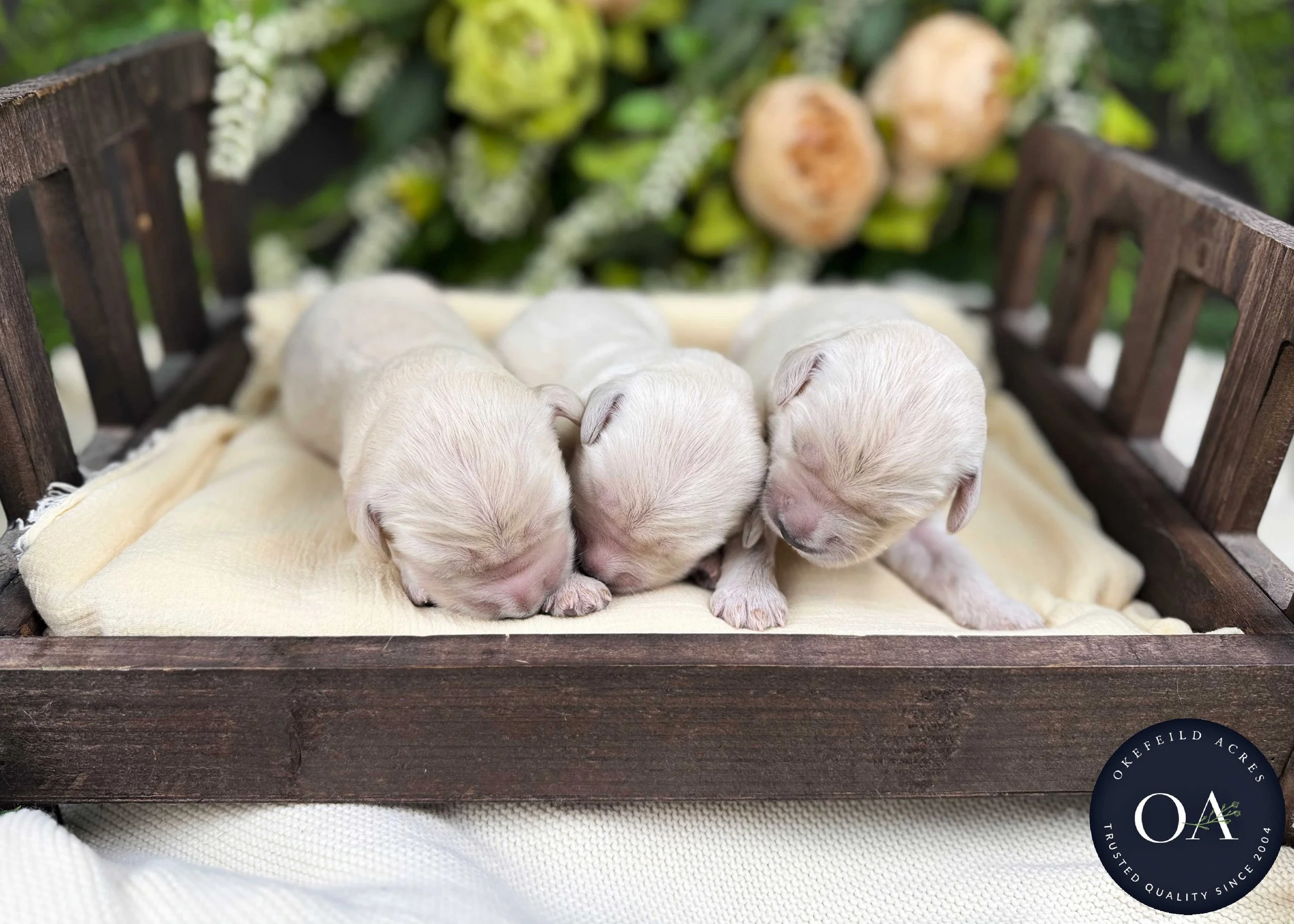 Kateryna-Male-F1-Standard-English-Teddy-Bear-Goldendoodle-Puppies-For-Sale-Okefeild-Acres-Missouri-2.jpg