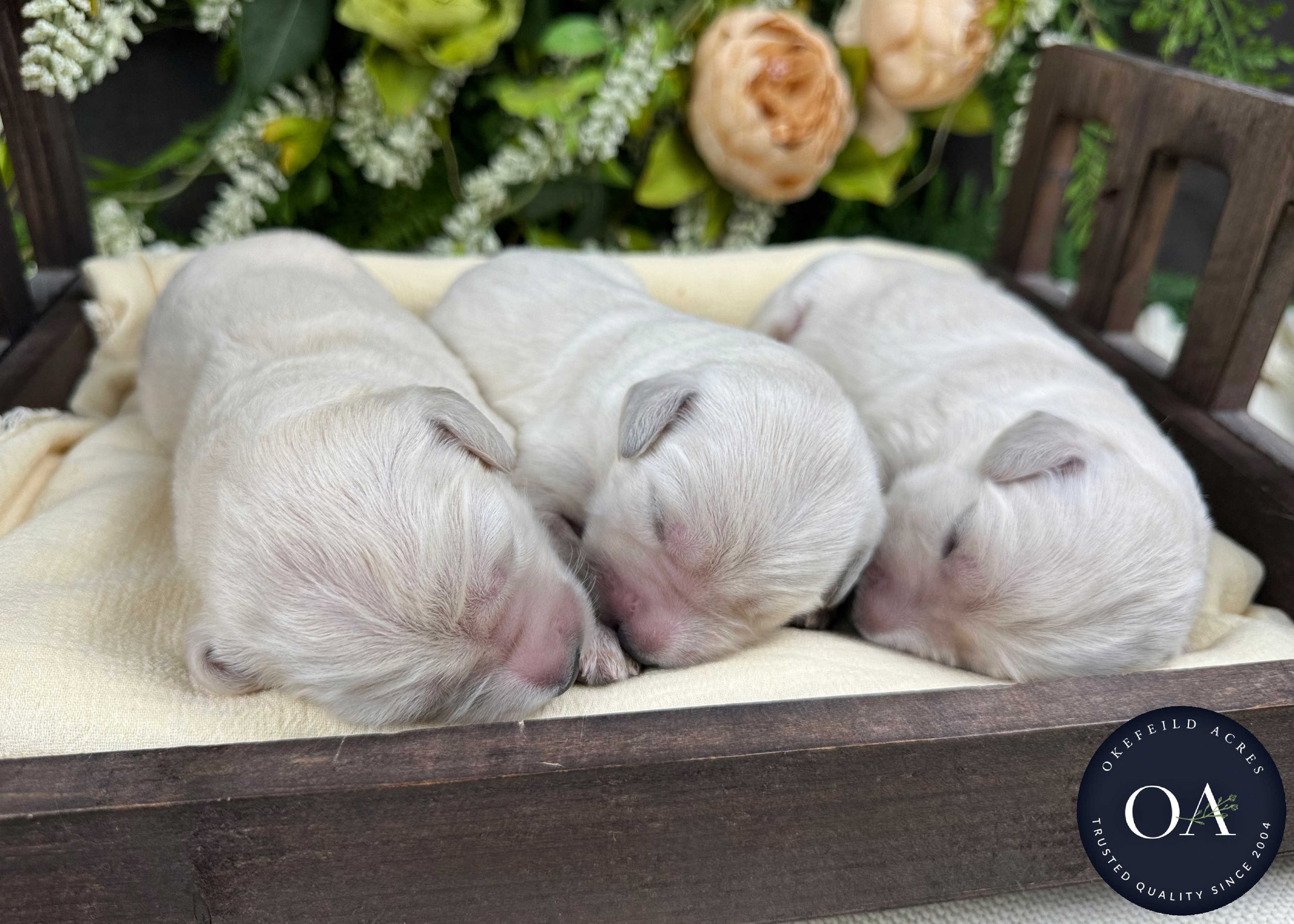 Kateryna-Male-F1-Standard-English-Teddy-Bear-Goldendoodle-Puppies-For-Sale-Okefeild-Acres-Missouri-3.jpg