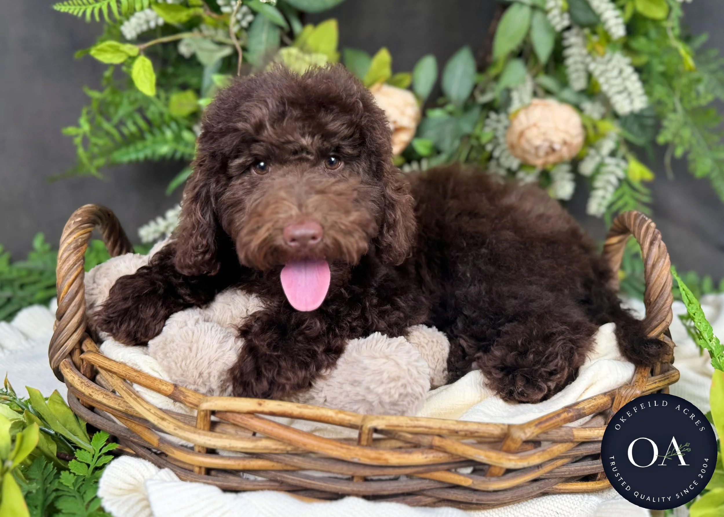Molly-F2b-Mini-English-Teddy-Bear-Goldendoodle-Puppy-For-Sale-Okefeild-Acres-Missouri-3.jpg