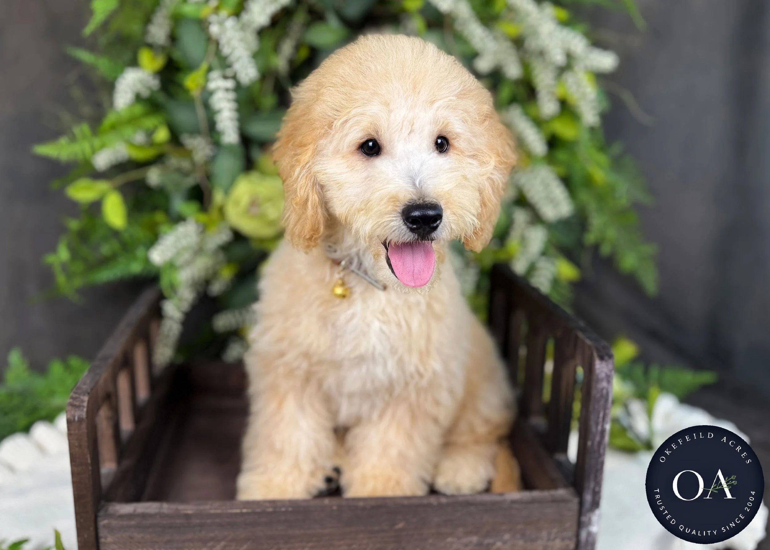 Percy-F2b-Mini-English-Teddy-Bear-Goldendoodle-Puppy-For-Sale-Okefeild-Acres-Missouri-1.jpg