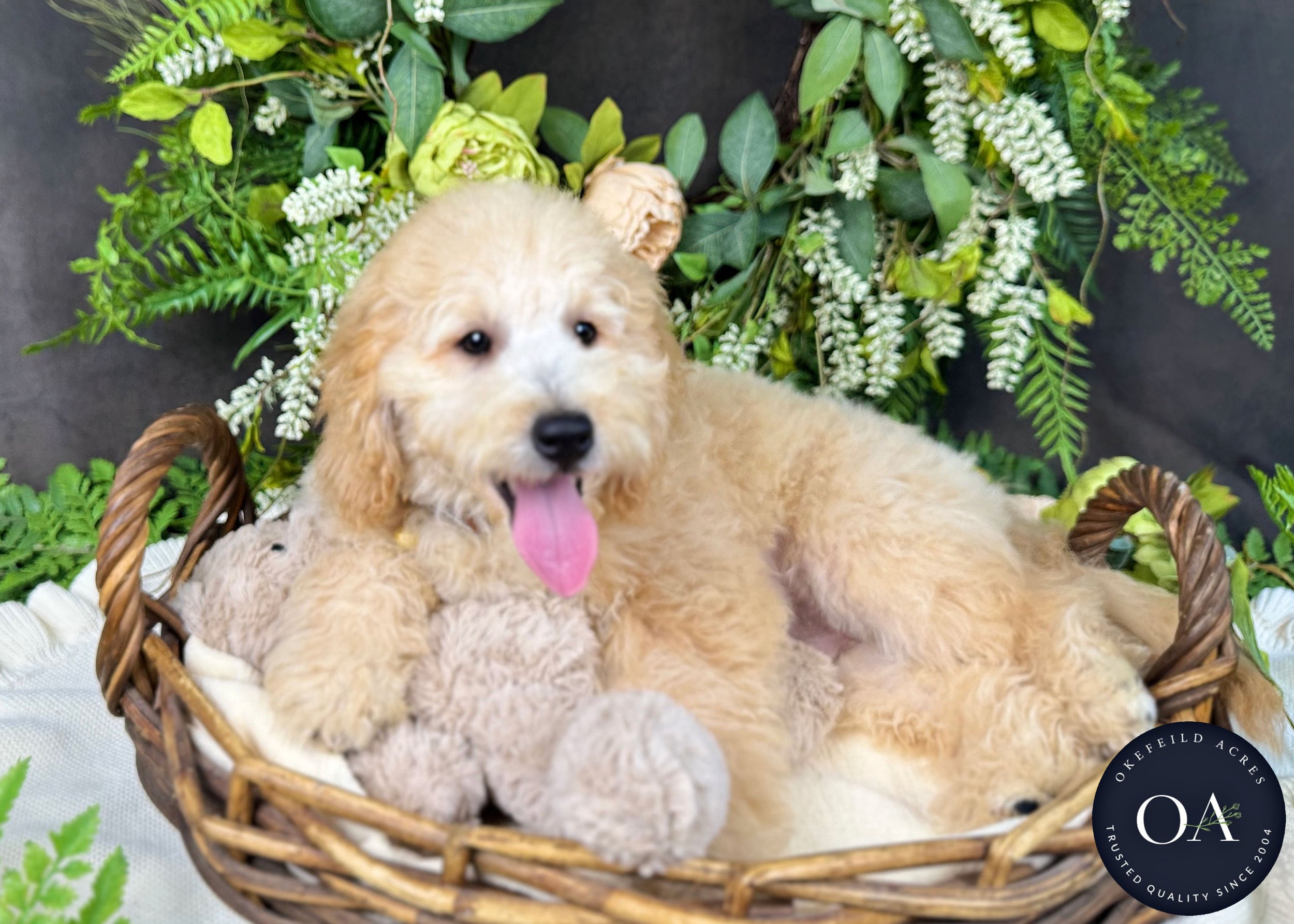 Percy-F2b-Mini-English-Teddy-Bear-Goldendoodle-Puppy-For-Sale-Okefeild-Acres-Missouri-2.jpg