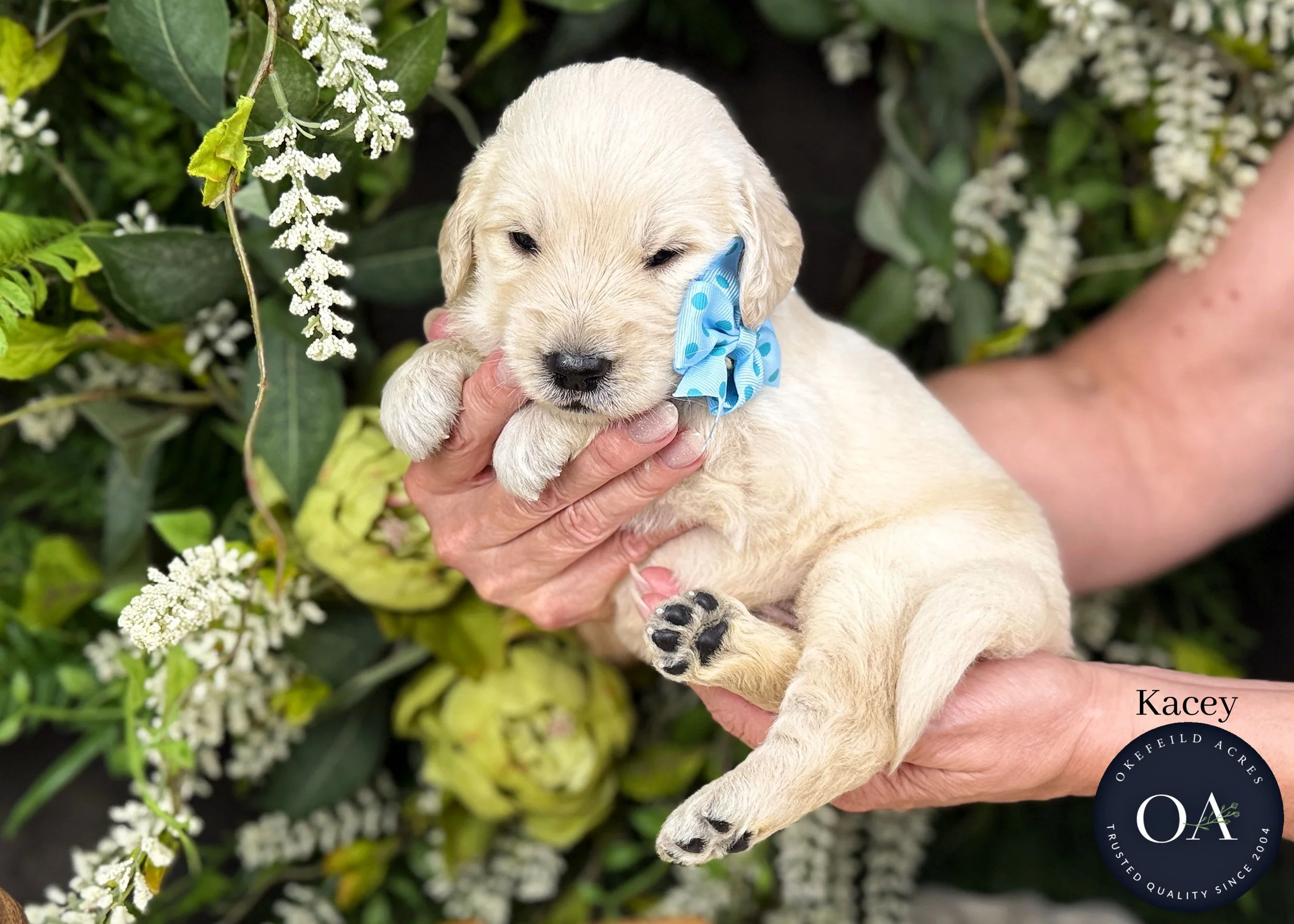Kacy-Kateryna-F1-Standard-English-Teddy-Bear-Goldendoodle-Puppy-For-Sale-Okefeild-Acres-Missouri-1.jpg (Copy) (Copy)