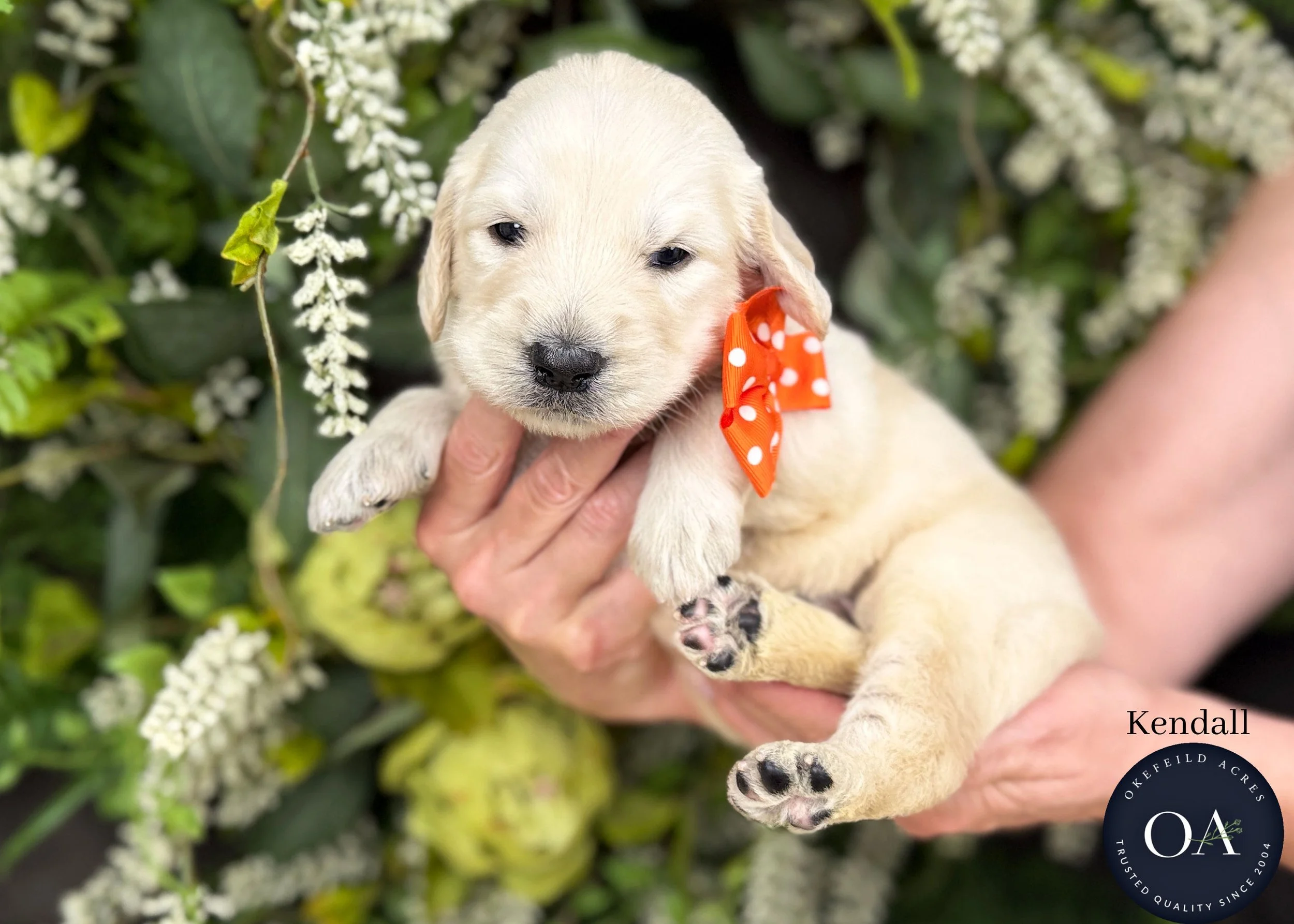 Kendall-Kateryna-F1-Standard-English-Teddy-Bear-Goldendoodle-Puppy-For-Sale-Okefeild-Acres-Missouri-1.jpg (Copy) (Copy)