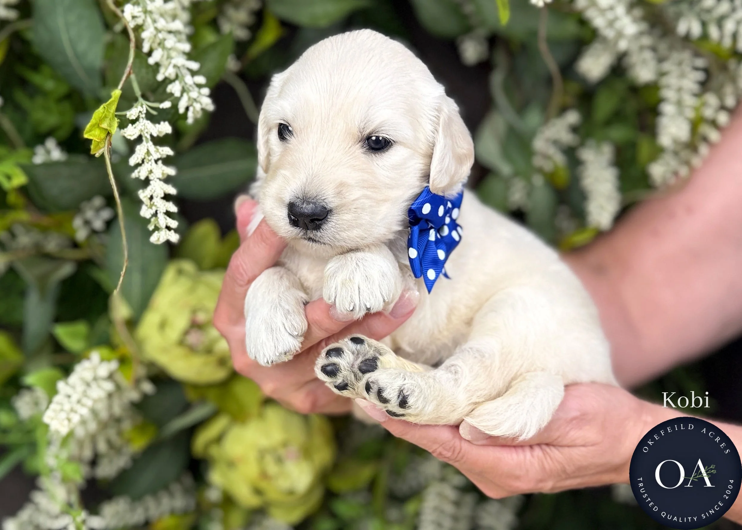 Kobi-Kateryna-F1-Standard-English-Teddy-Bear-Goldendoodle-Puppy-For-Sale-Okefeild-Acres-Missouri-1.jpg (Copy) (Copy)