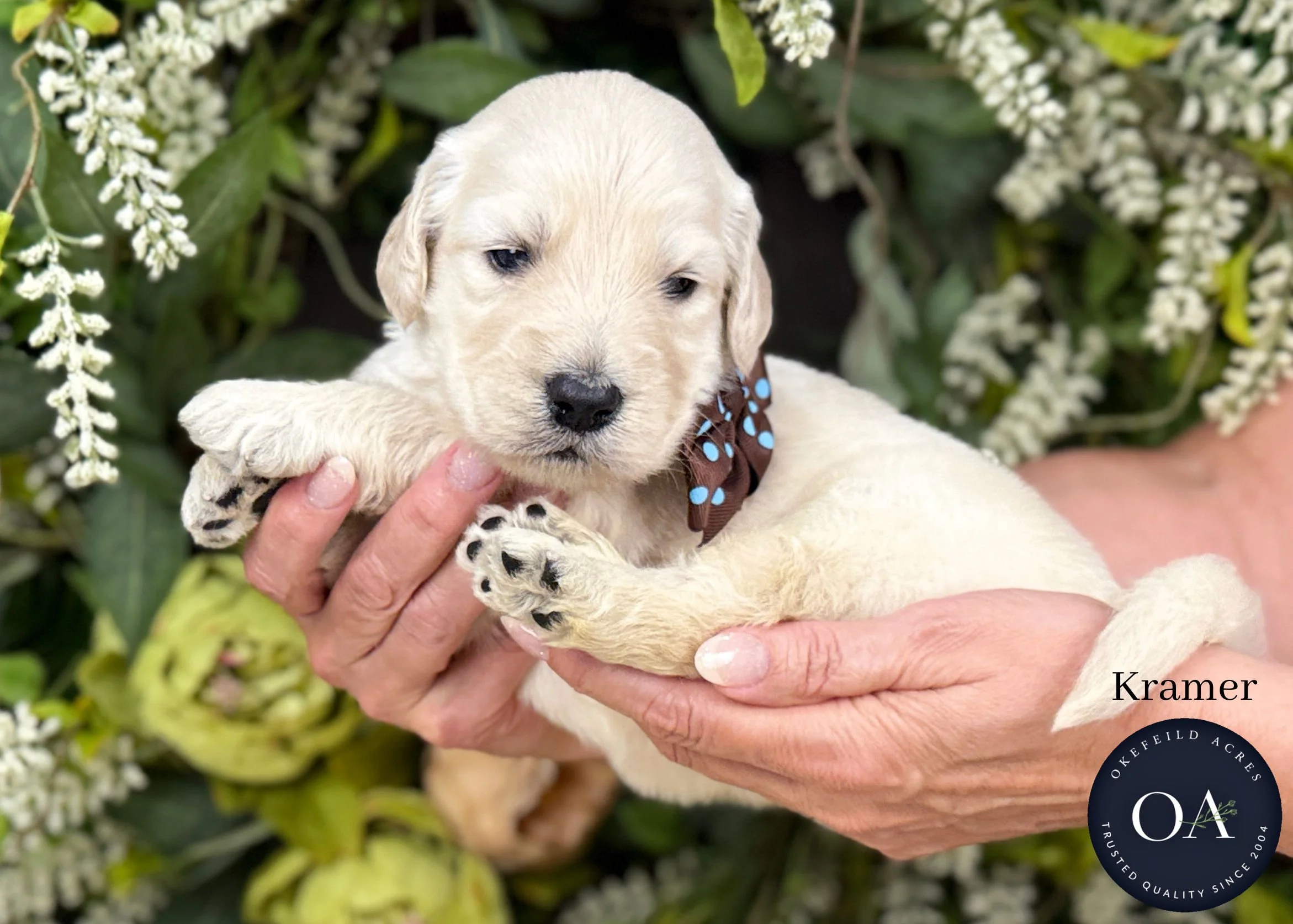 Kramer-Kateryna-F1-Standard-English-Teddy-Bear-Goldendoodle-Puppy-For-Sale-Okefeild-Acres-Missouri-1.jpg (Copy) (Copy)