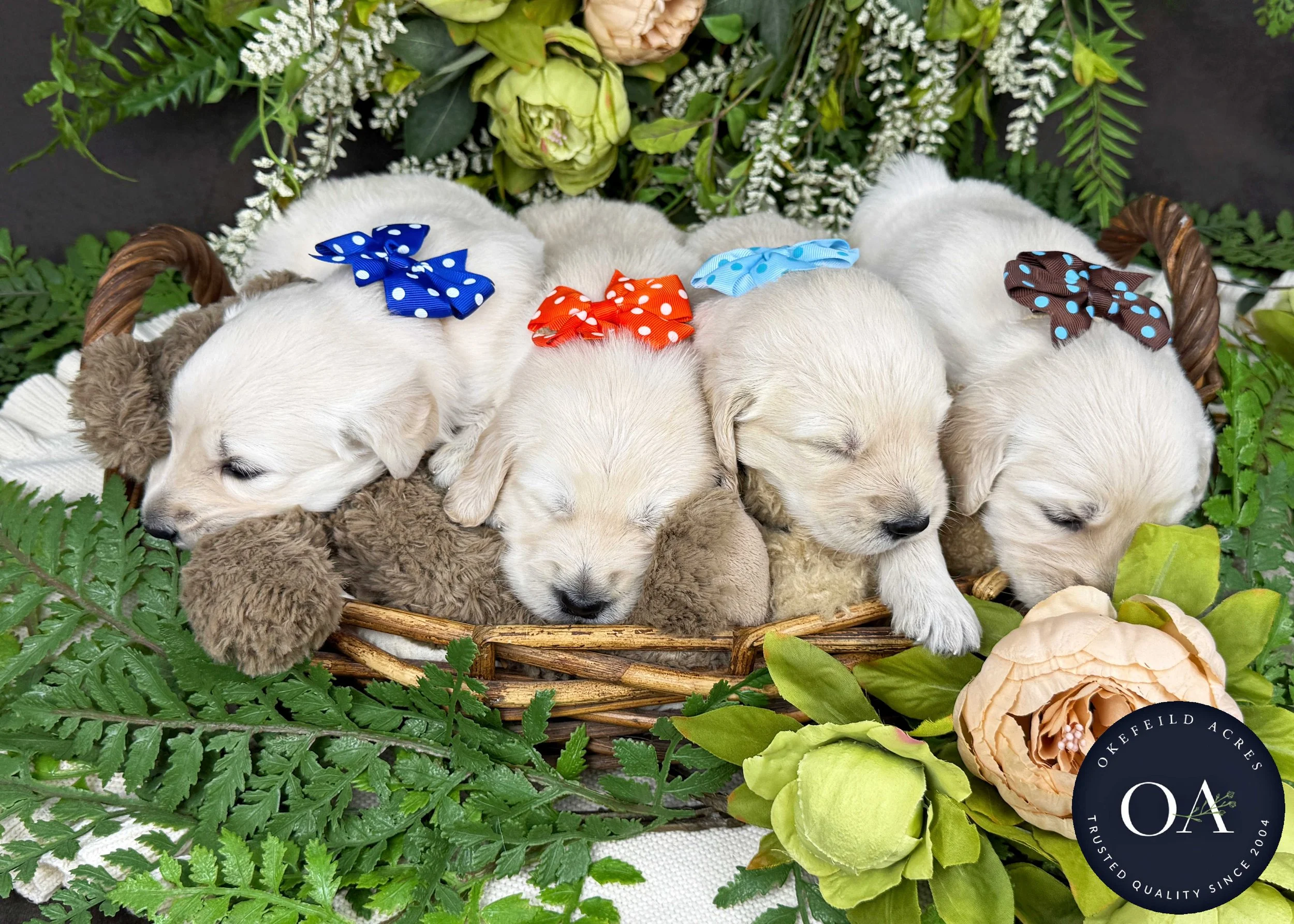 Kateryna-Male-F1-Standard-English-Teddy-Bear-Goldendoodle-Puppies-For-Sale-Okefeild-Acres-Missouri-1.jpg (Copy) (Copy)