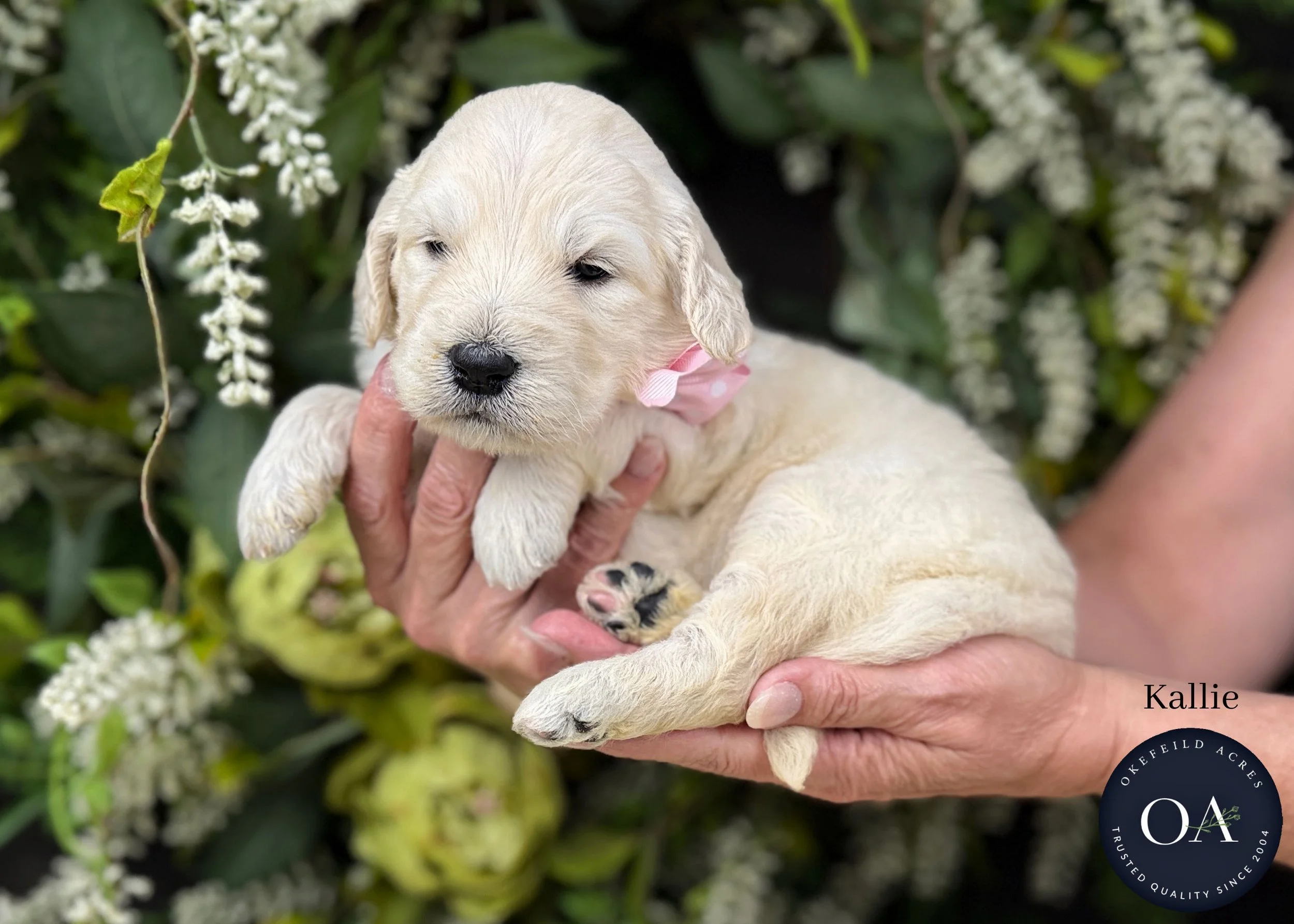 Kalley-Kateryna-F1-Standard-English-Teddy-Bear-Goldendoodle-Puppy-For-Sale-Okefeild-Acres-Missouri-1.jpg (Copy) (Copy) (Copy)